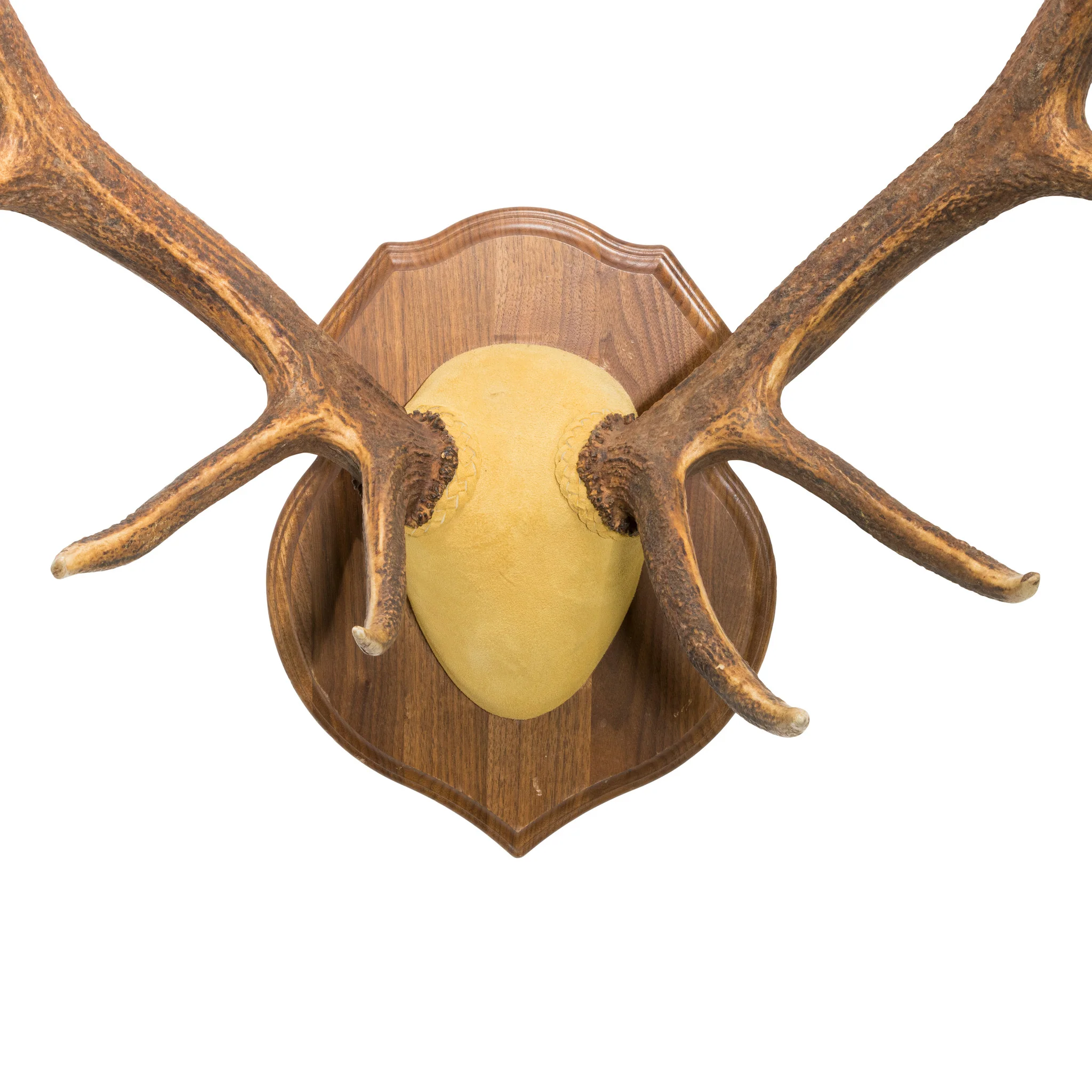 6 x 6 Elk - Image 4