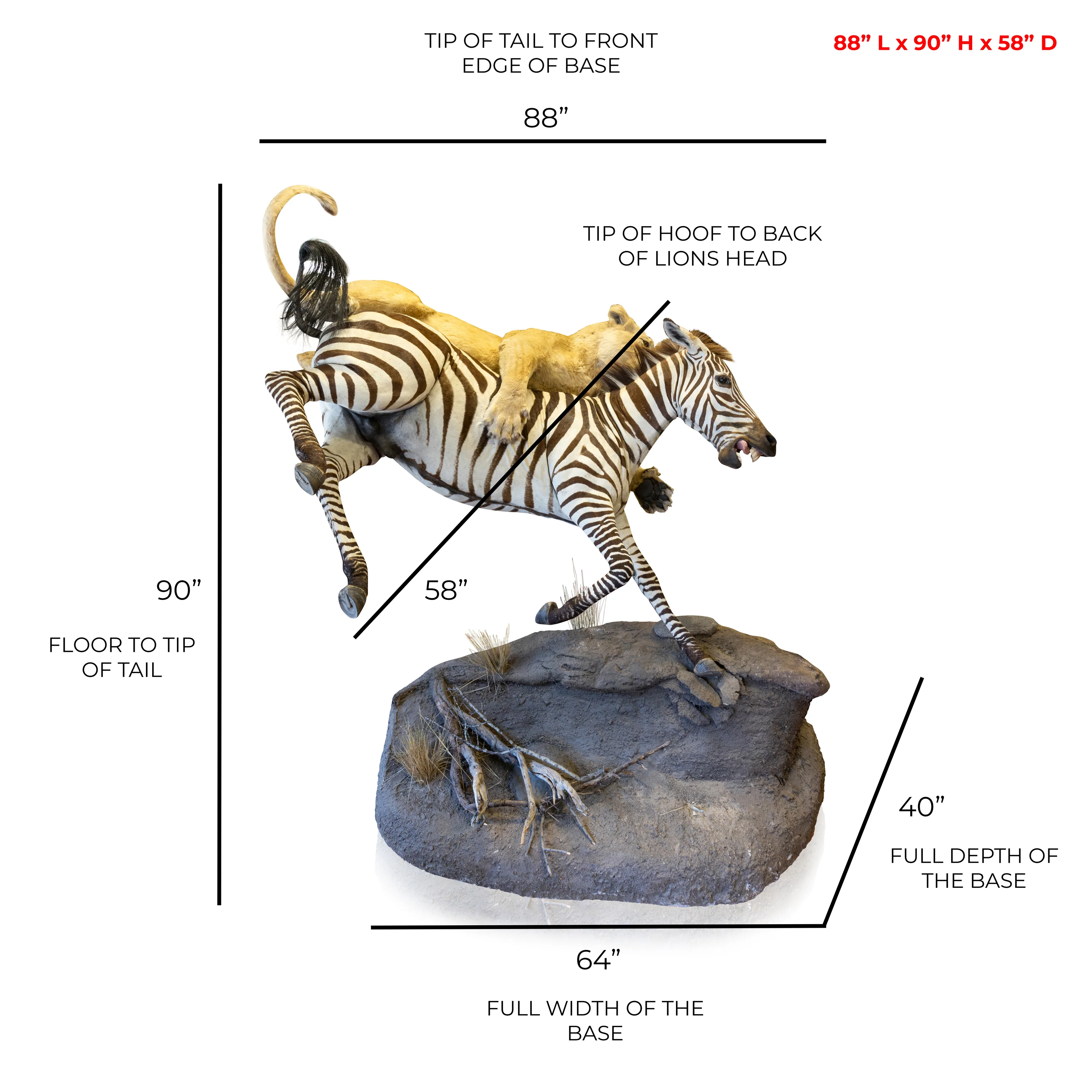African Lion Attacking Zebra Mount - Image 7