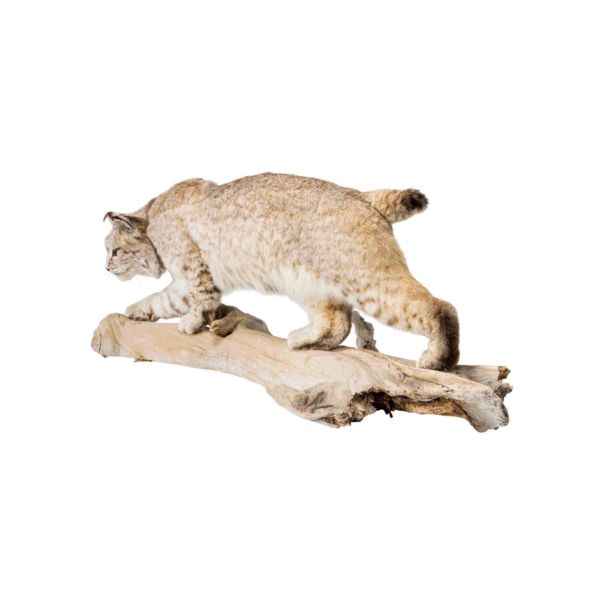 Alaskan Lynx Mount - Image 3