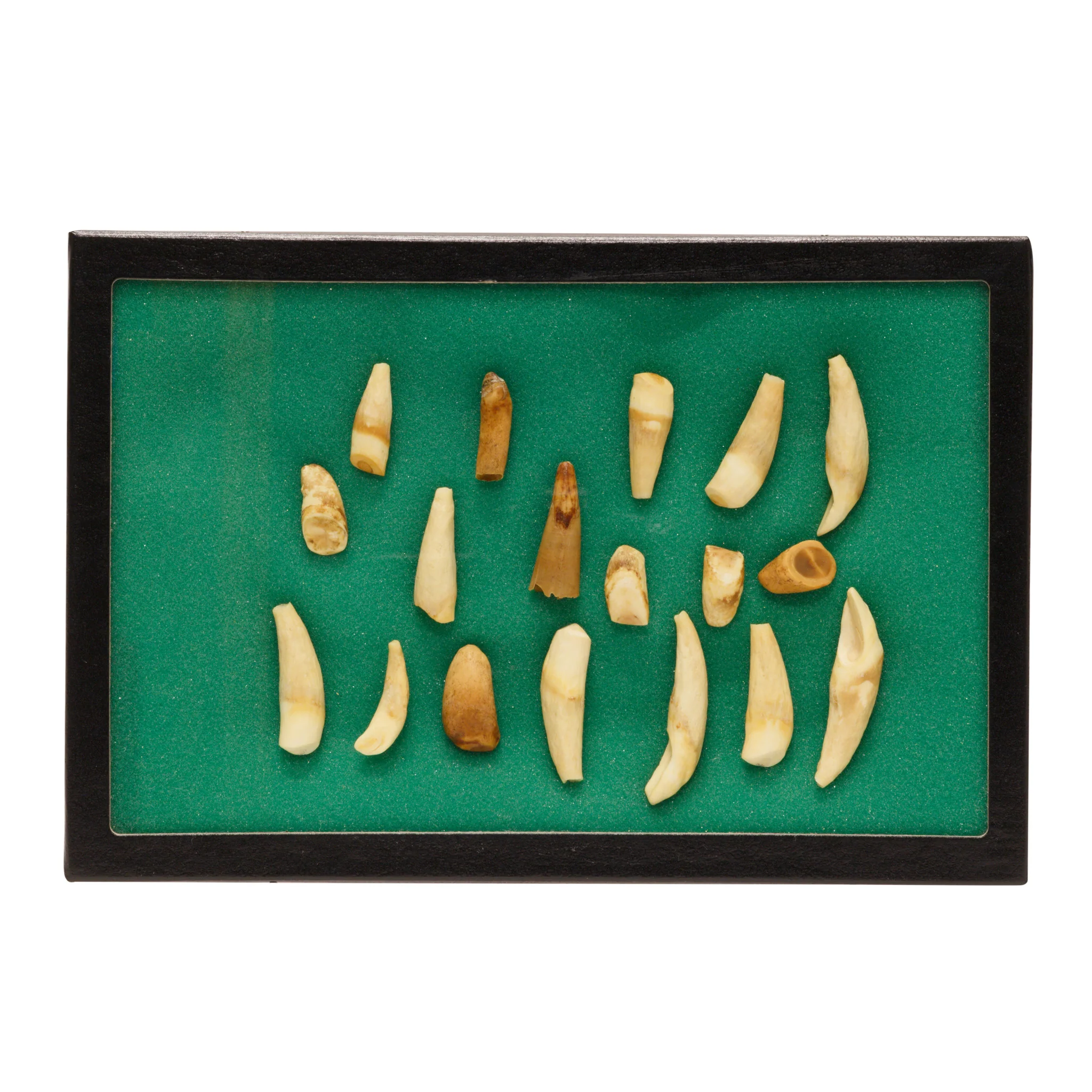 Alaskan Seal Teeth