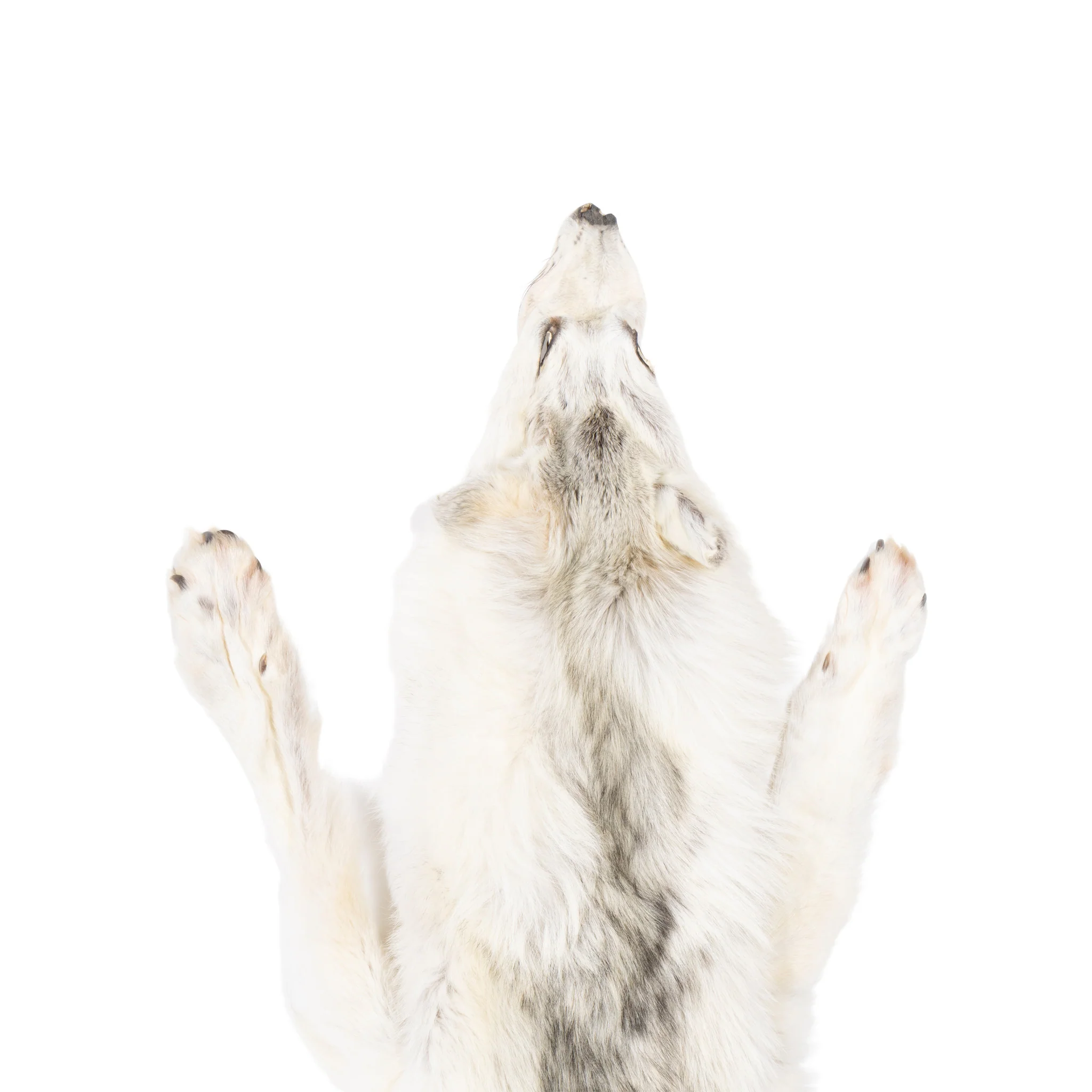 Alaskan Timberwolf Pelt - Image 2