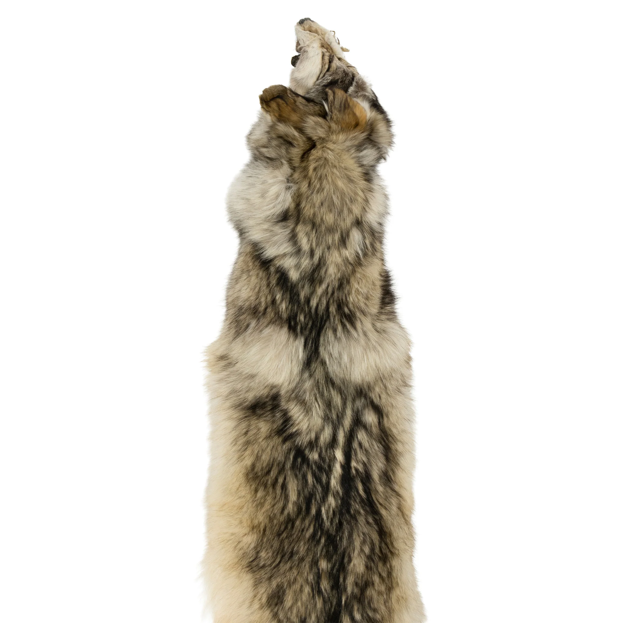 Alaskan Timberwolf Pelt - Image 2
