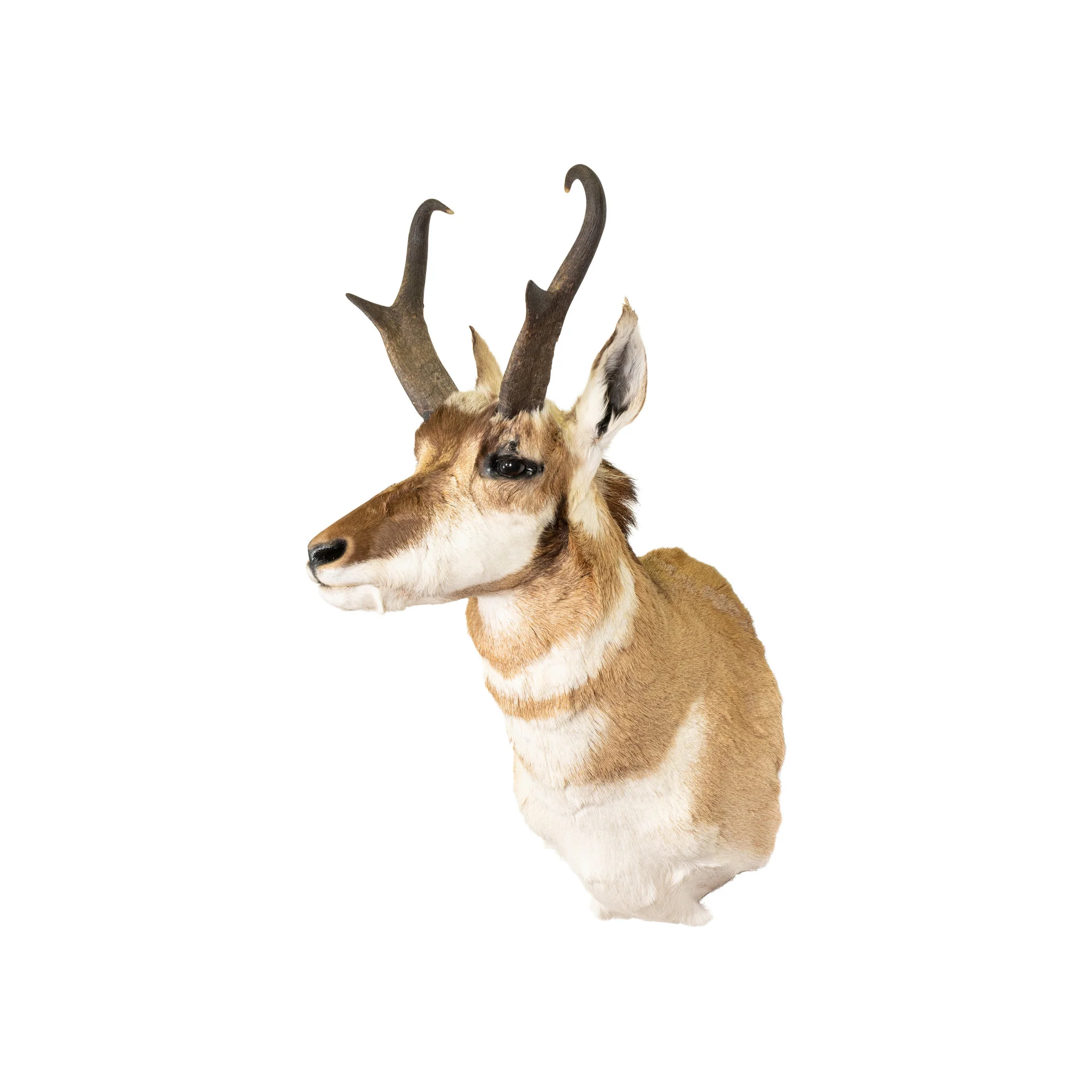 Antelope Buck Mount
