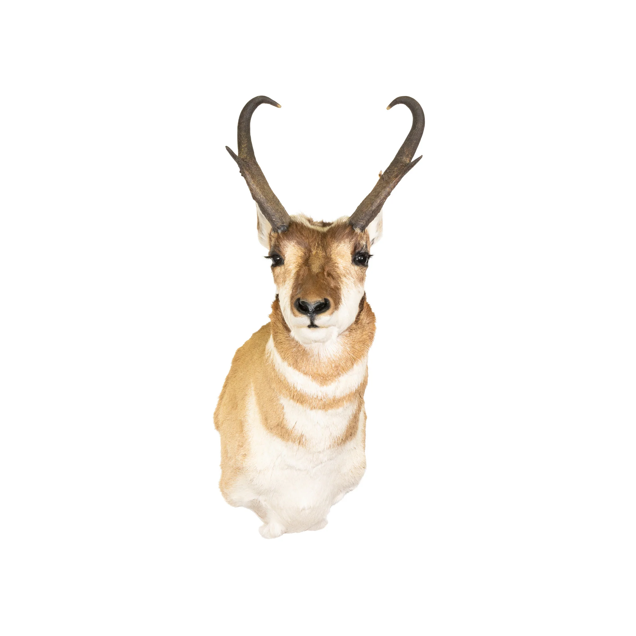 Antelope Buck Mount - Image 2