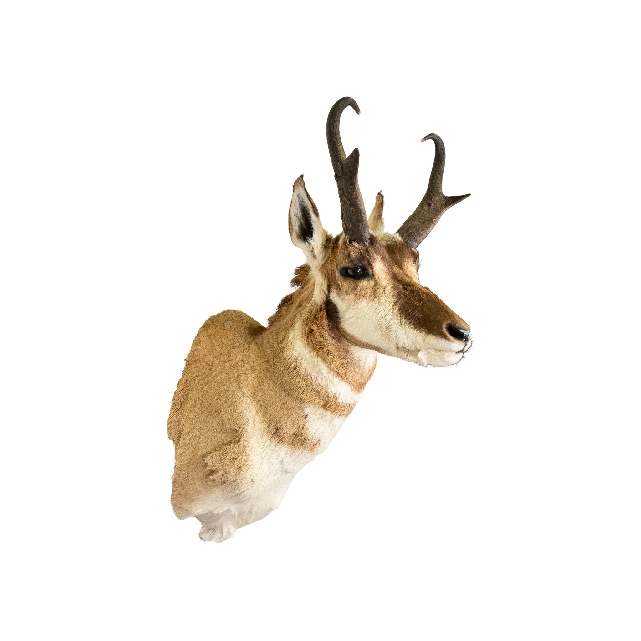 Antelope Buck Mount - Image 3