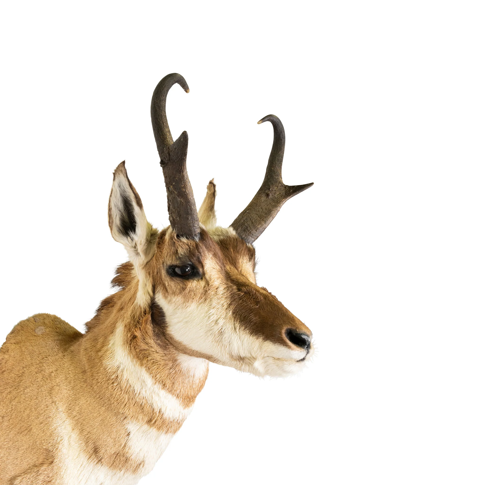 Antelope Buck Mount - Image 4