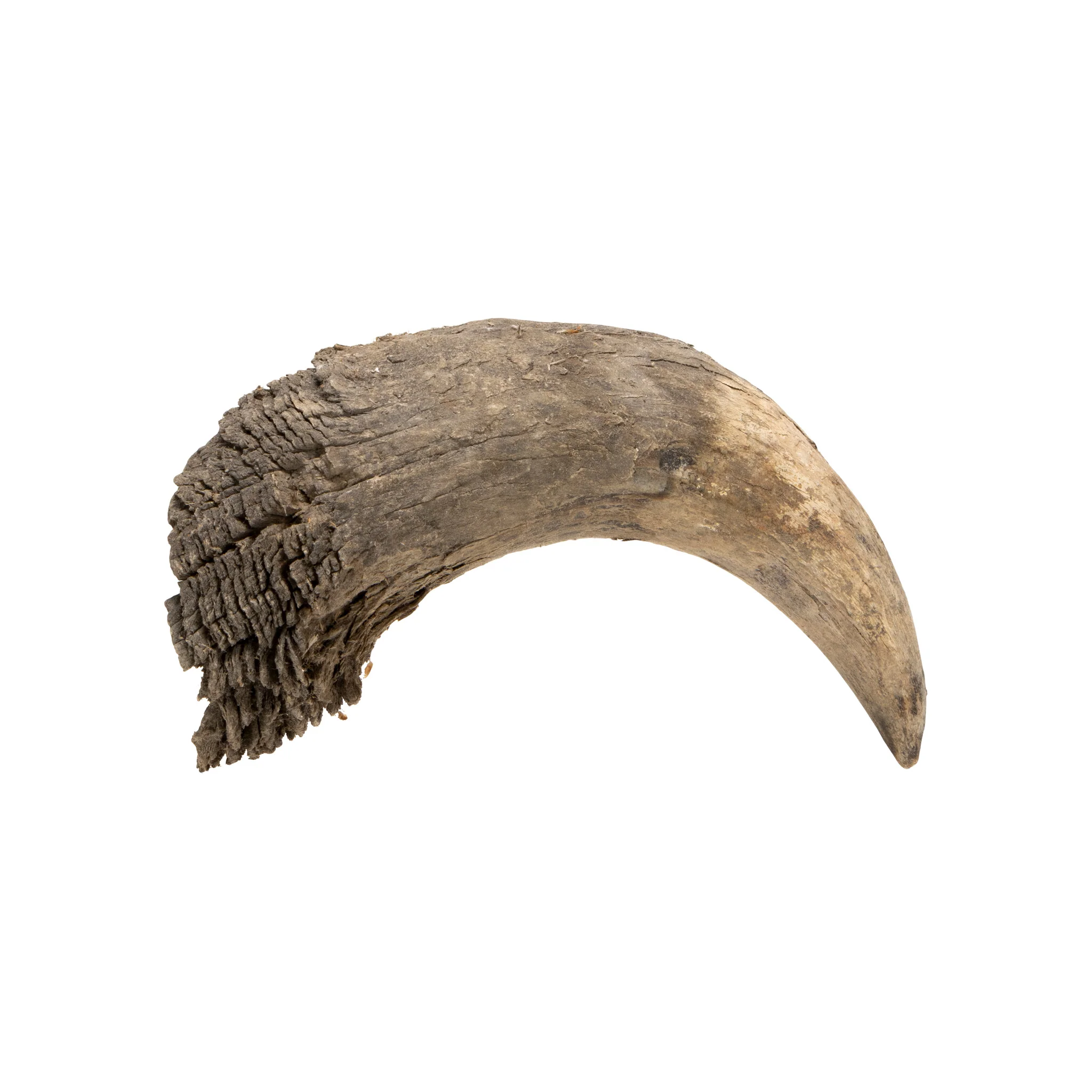 Buffalo Horns - Image 18