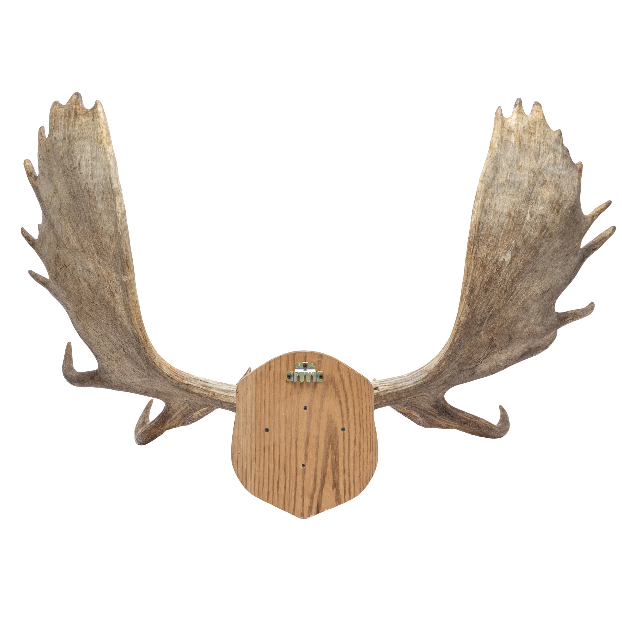Canadian Moose Antler Rack - Image 5