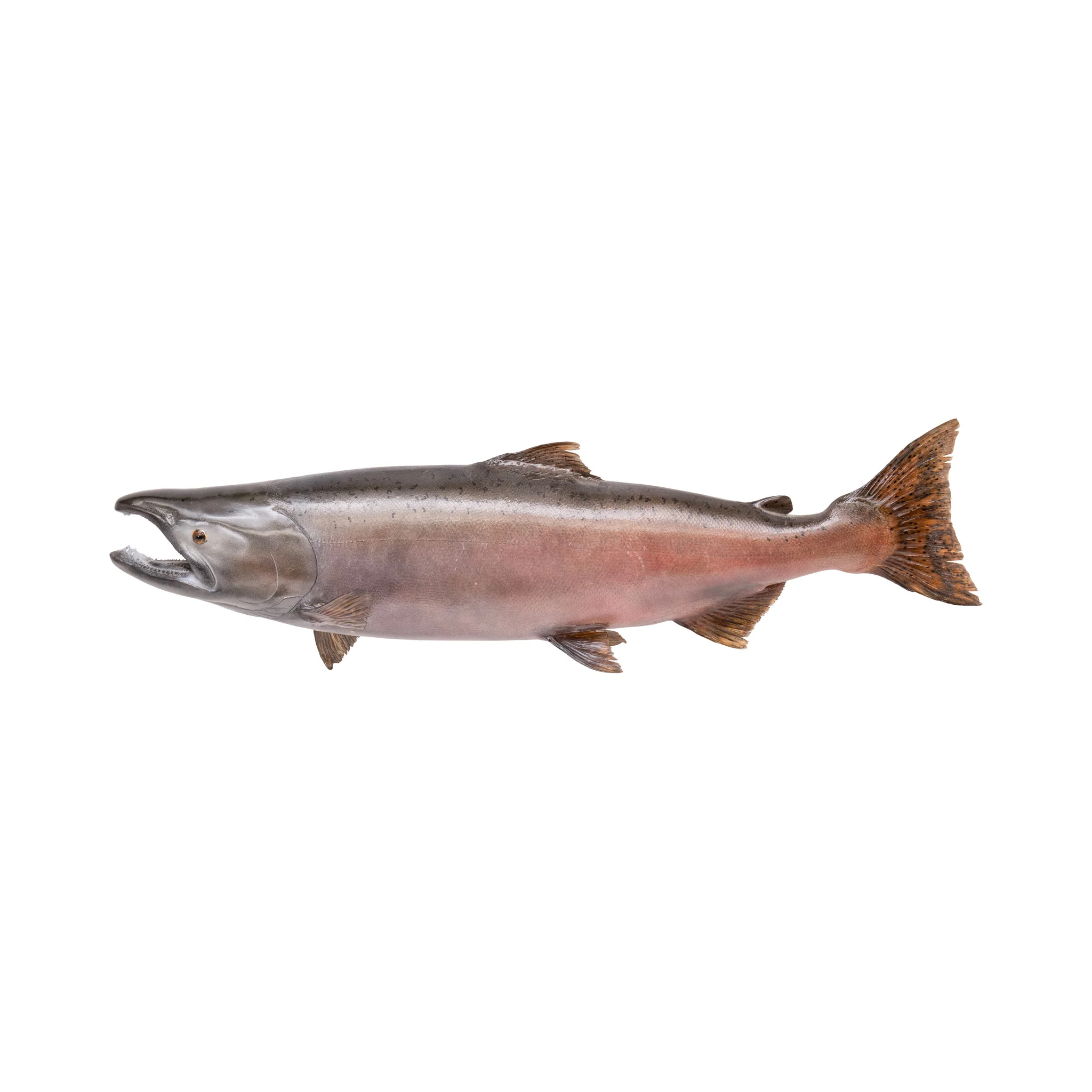 Chinook Salmon Skin Mount