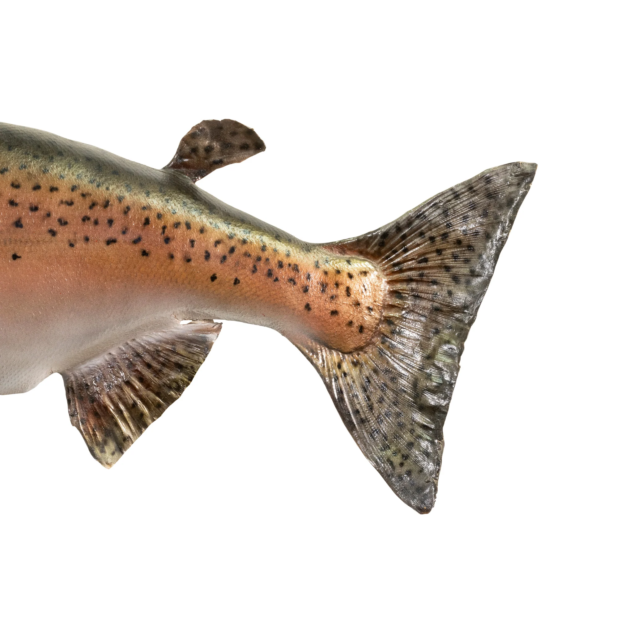 Chinook Skin Mount - Image 3