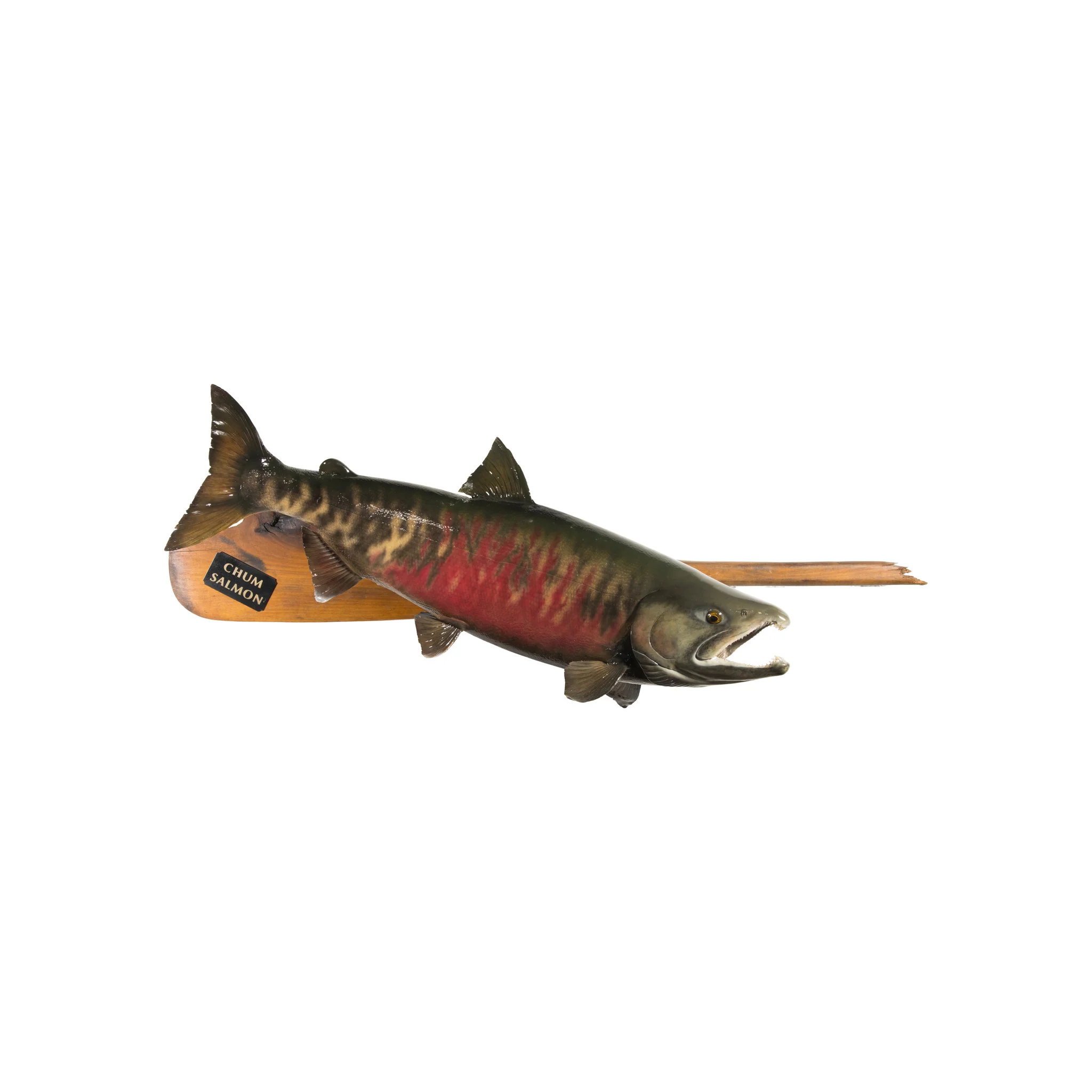 Chum Salmon Mount
