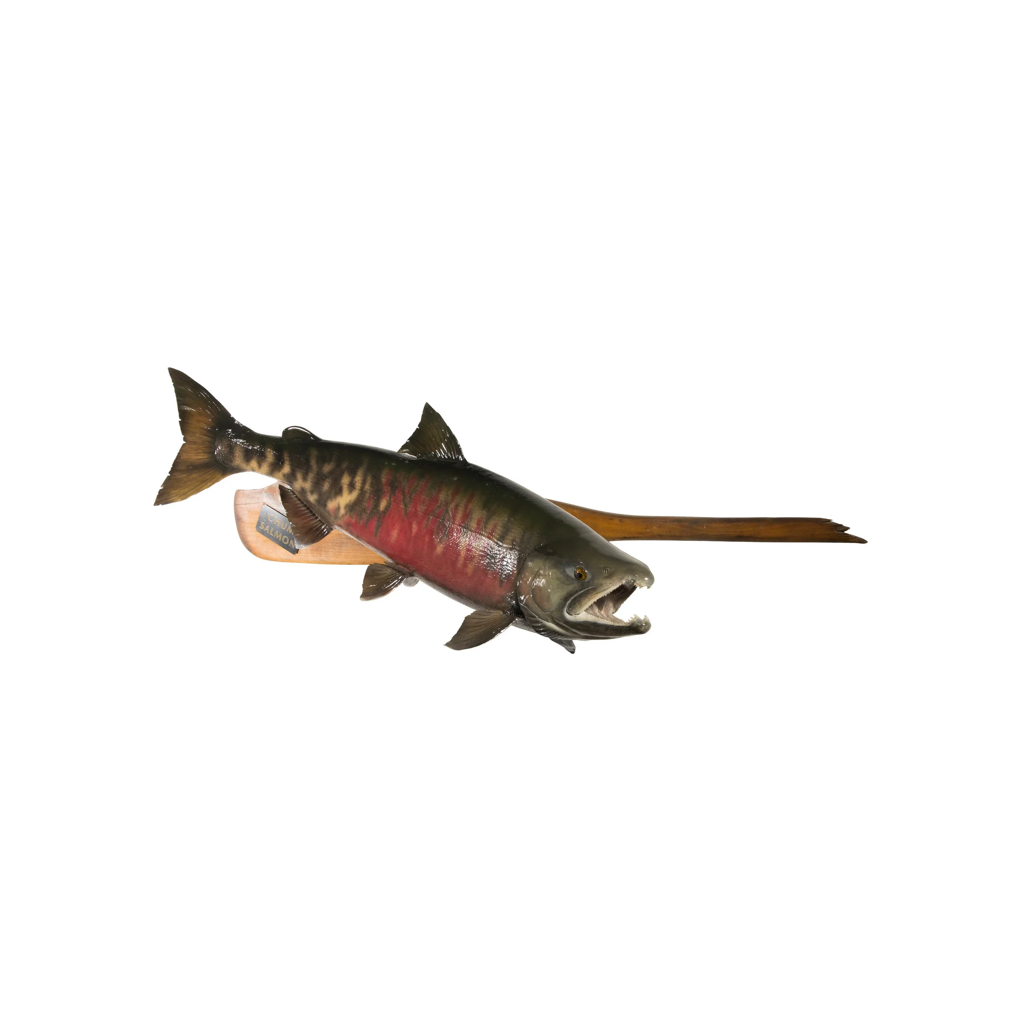 Chum Salmon Mount - Image 2
