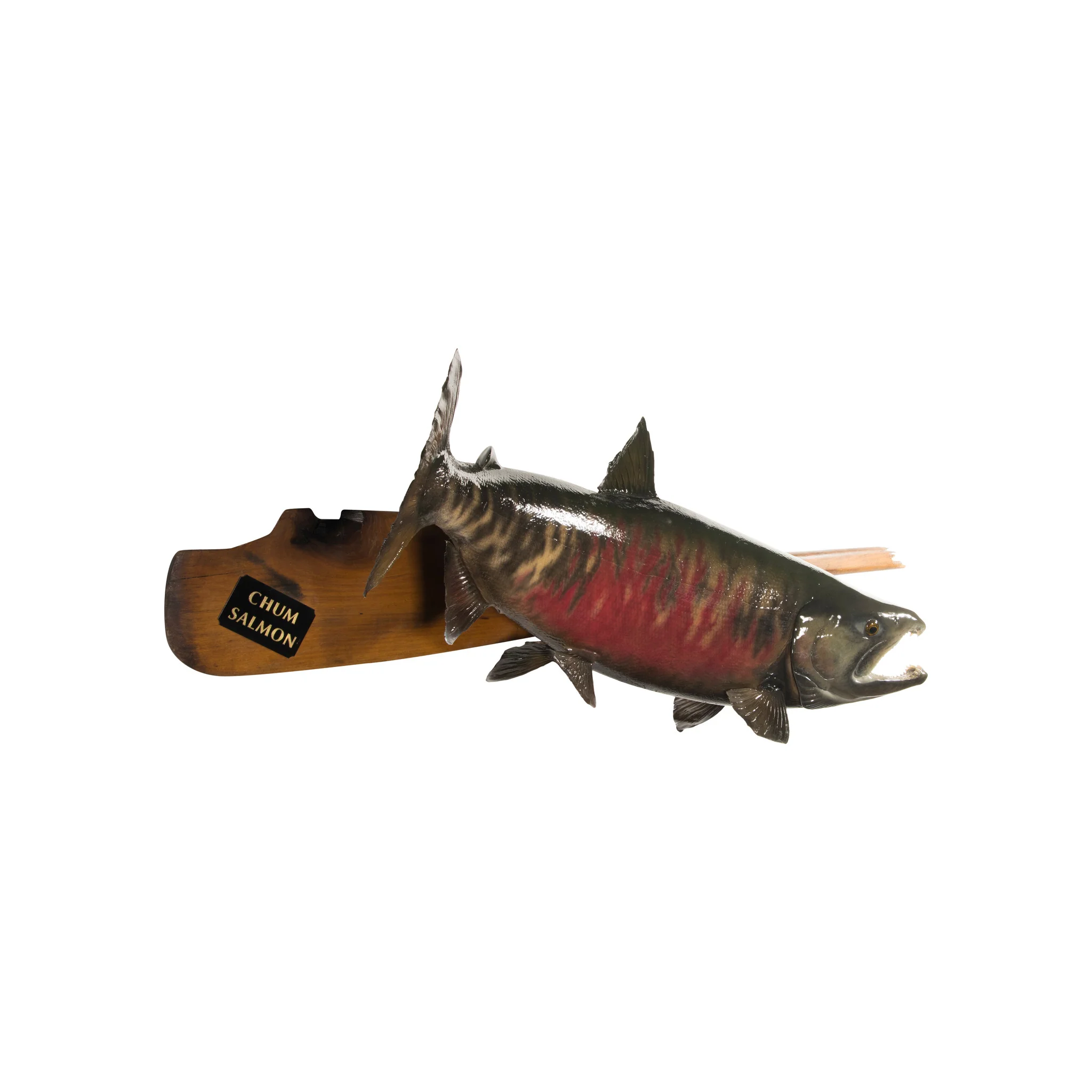 Chum Salmon Mount - Image 3