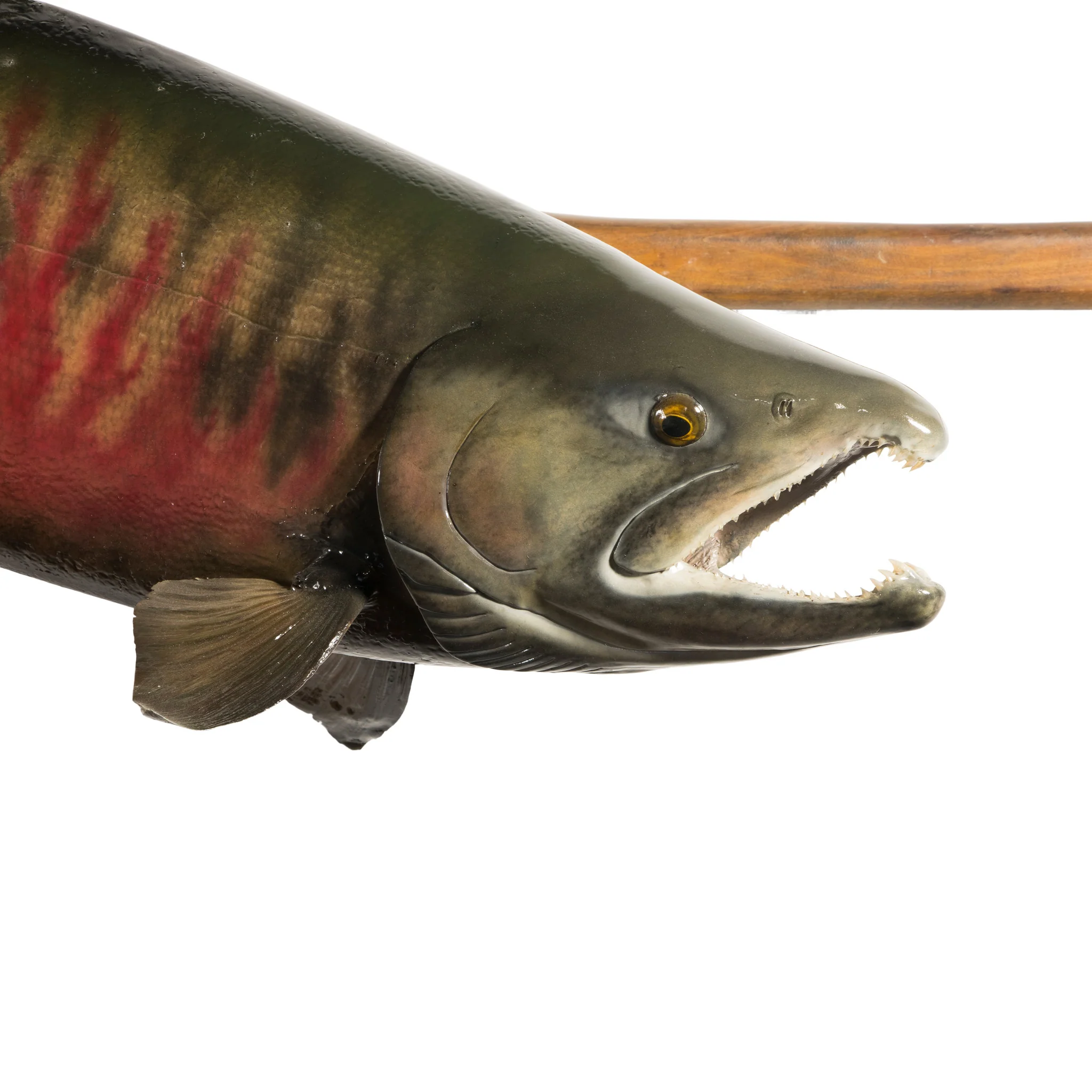 Chum Salmon Mount - Image 4