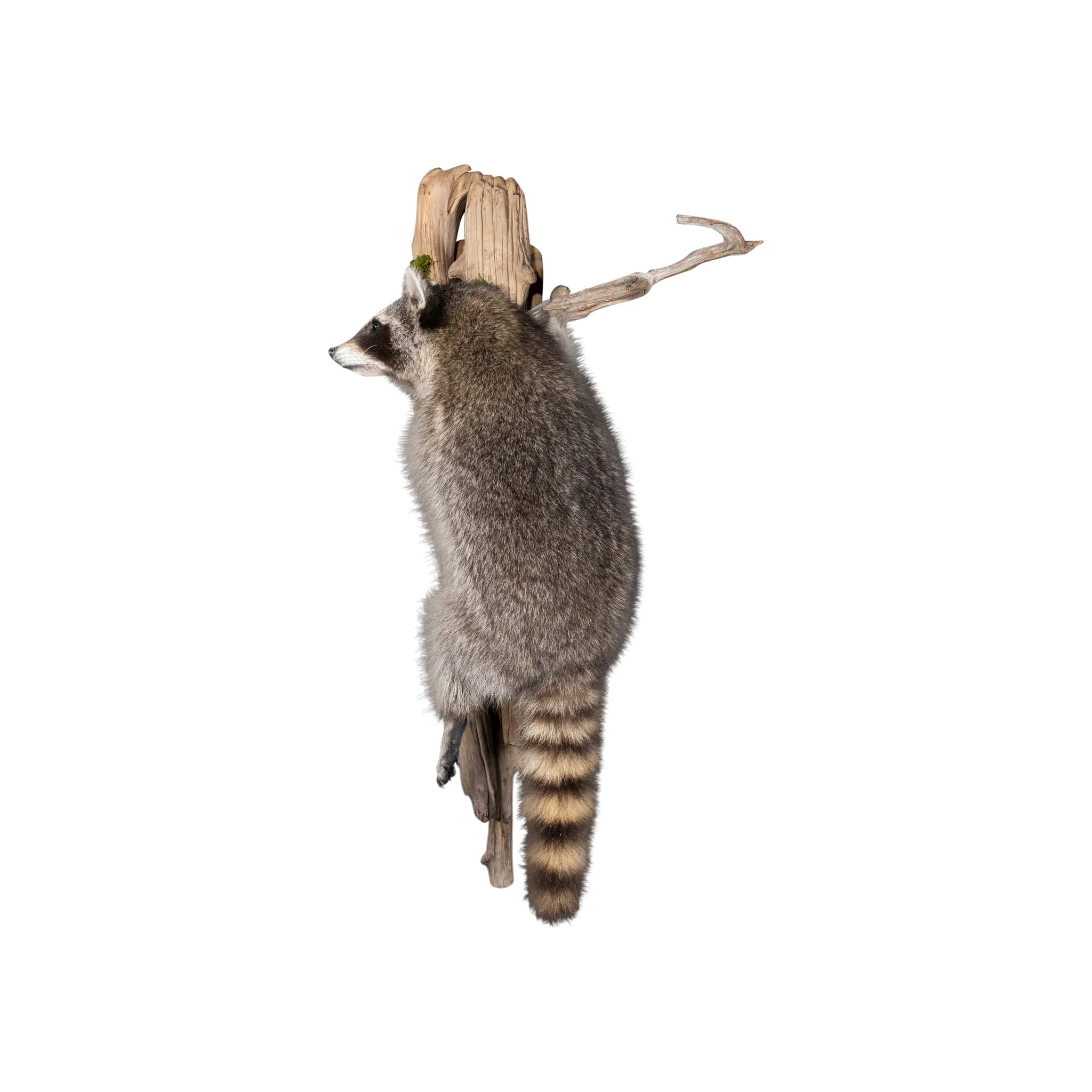 Climbing Raccoon - Image 2