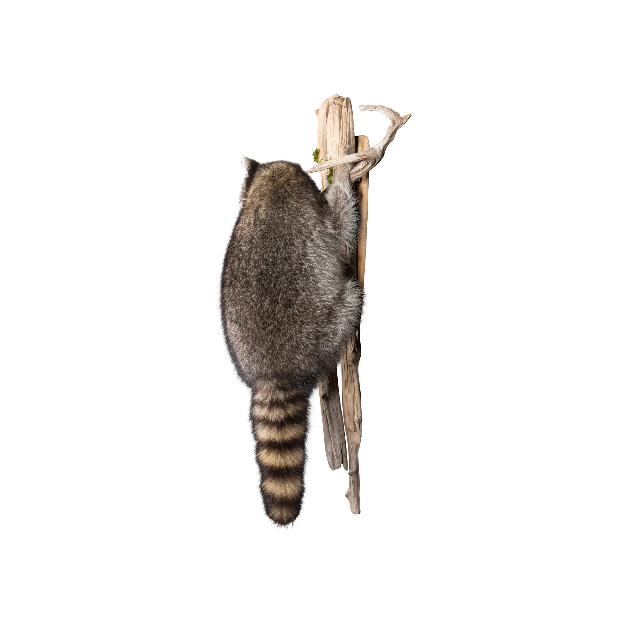 Climbing Raccoon - Image 3
