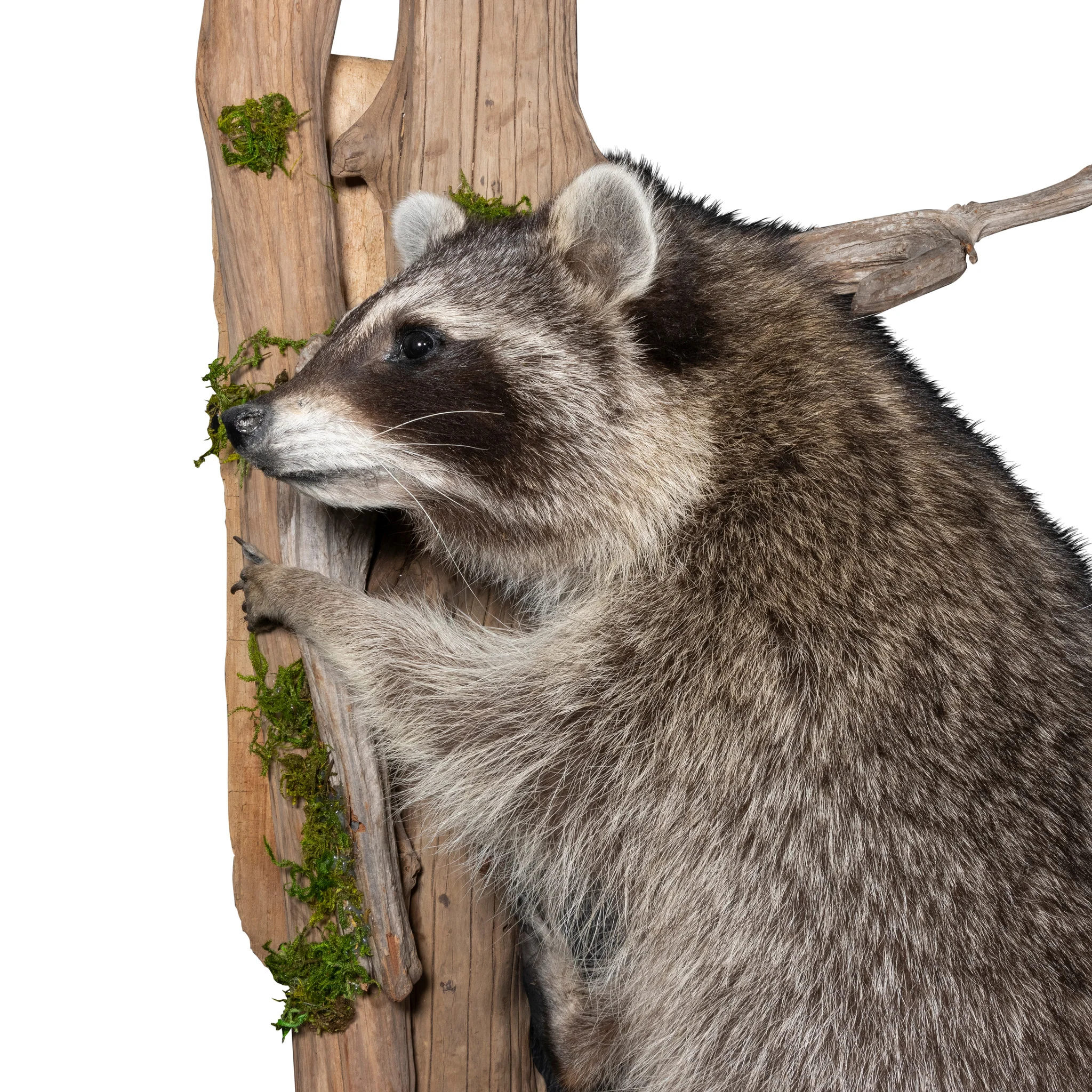 Climbing Raccoon - Image 4