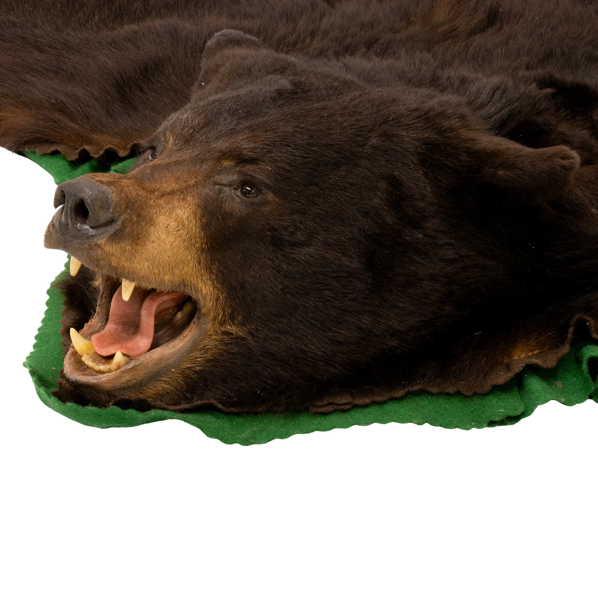 Colorado Black Bear - Image 5