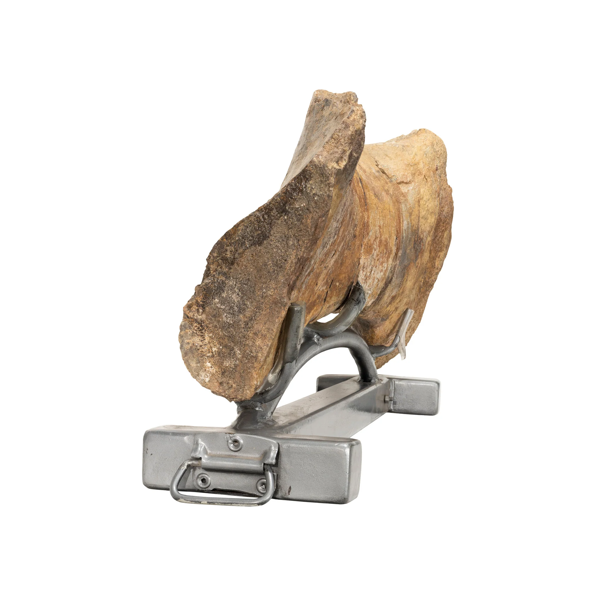 Cretaceous Period Hadrosaur Bone - Image 5