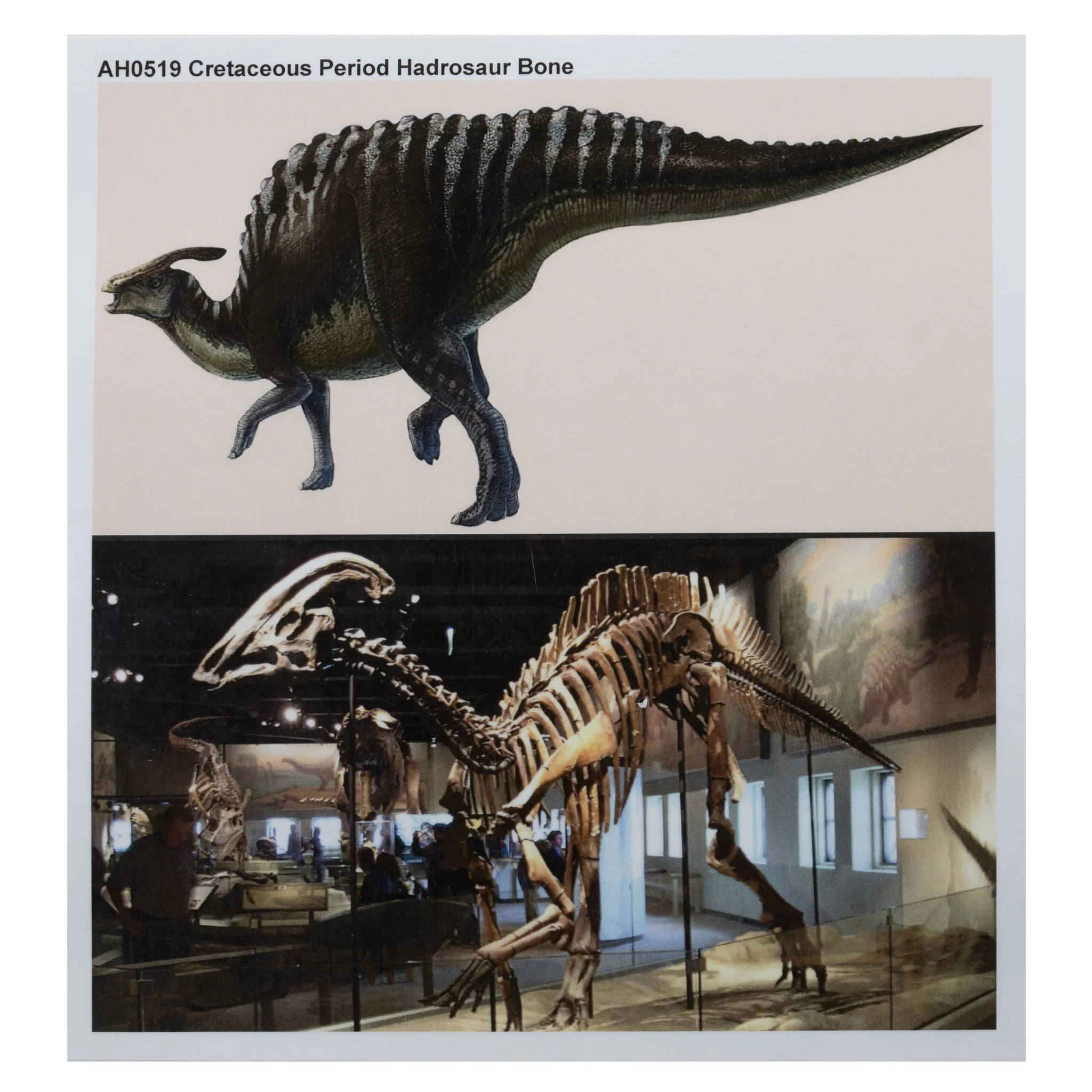 Cretaceous Period Hadrosaur Bone - Image 6