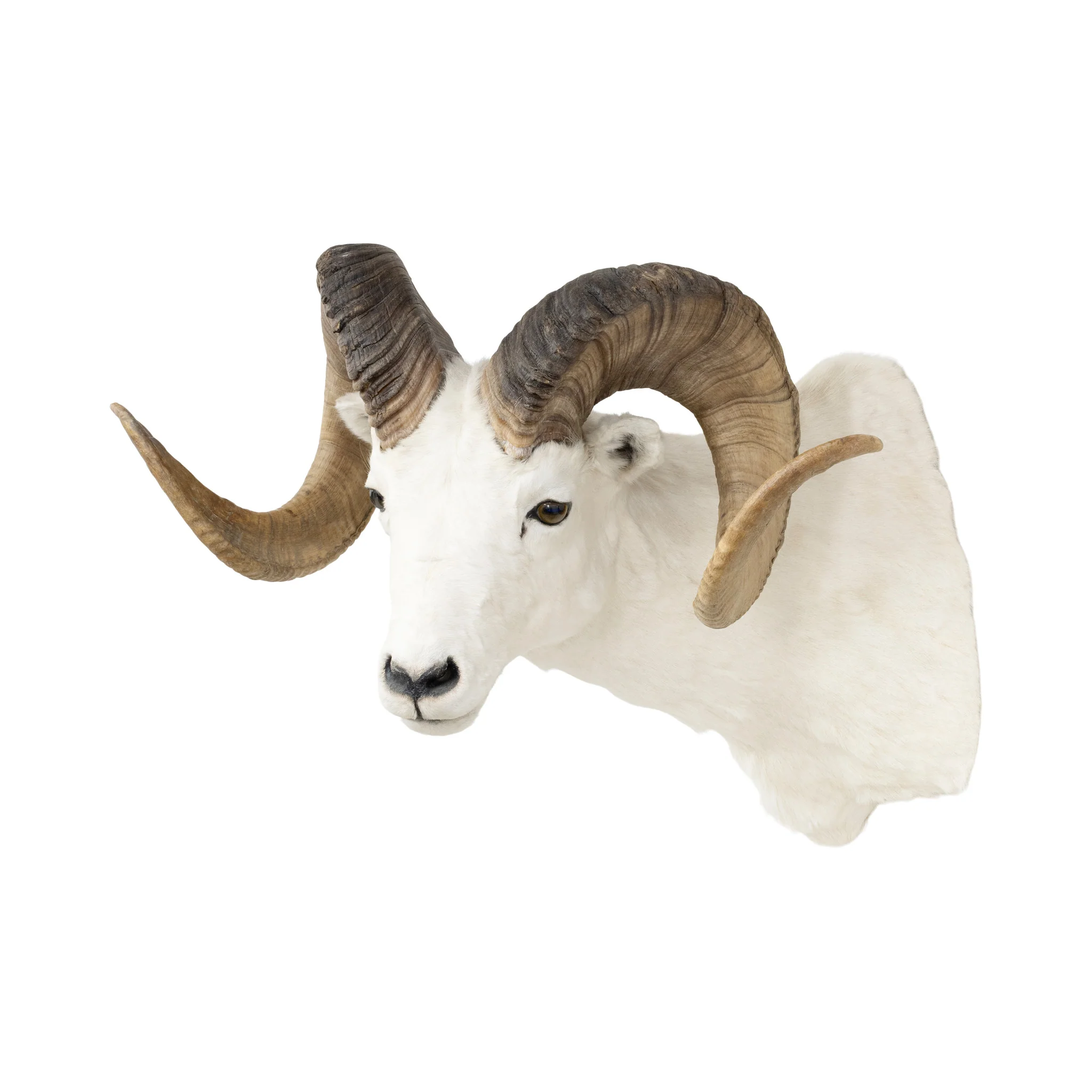 Dall Ram