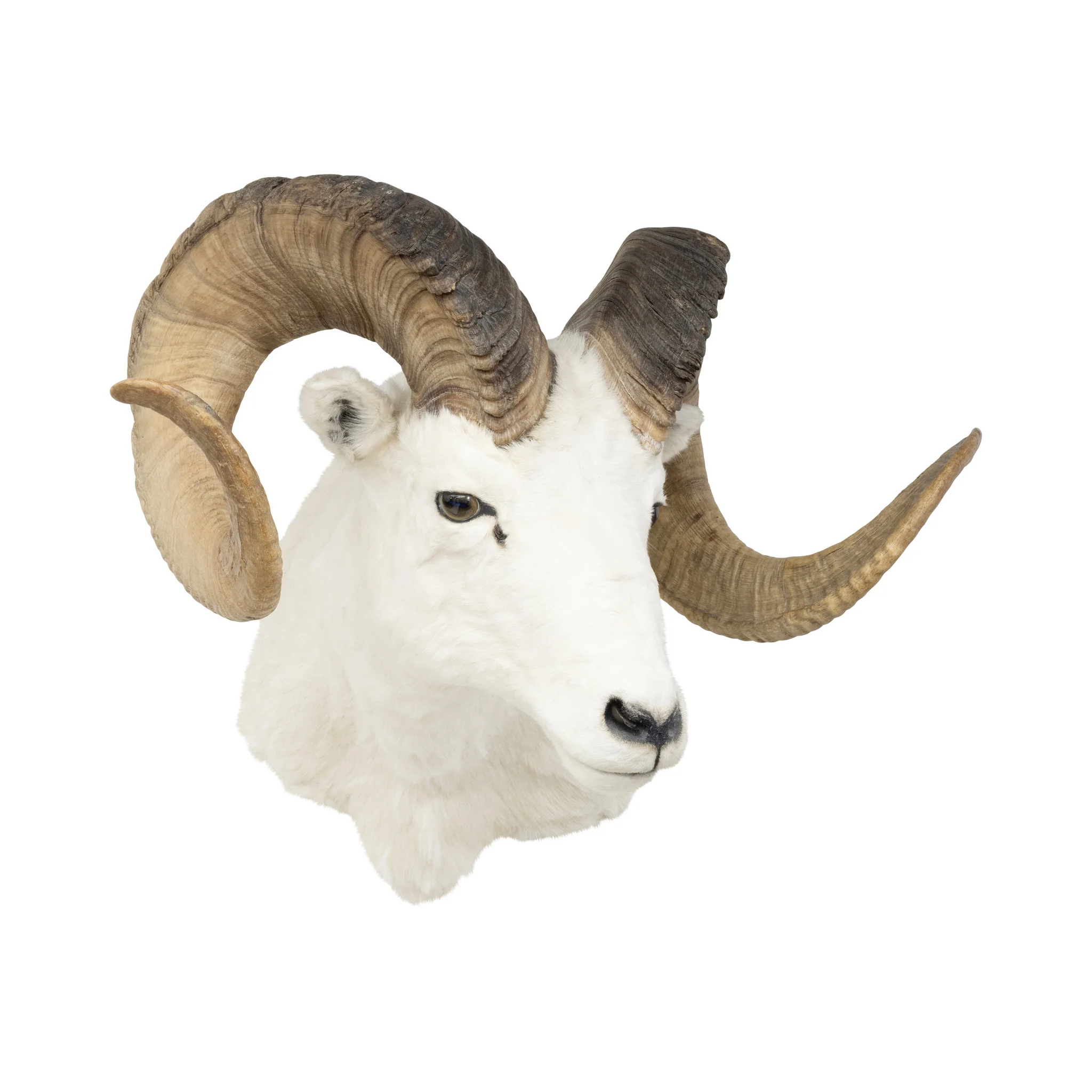 Dall Ram - Image 2
