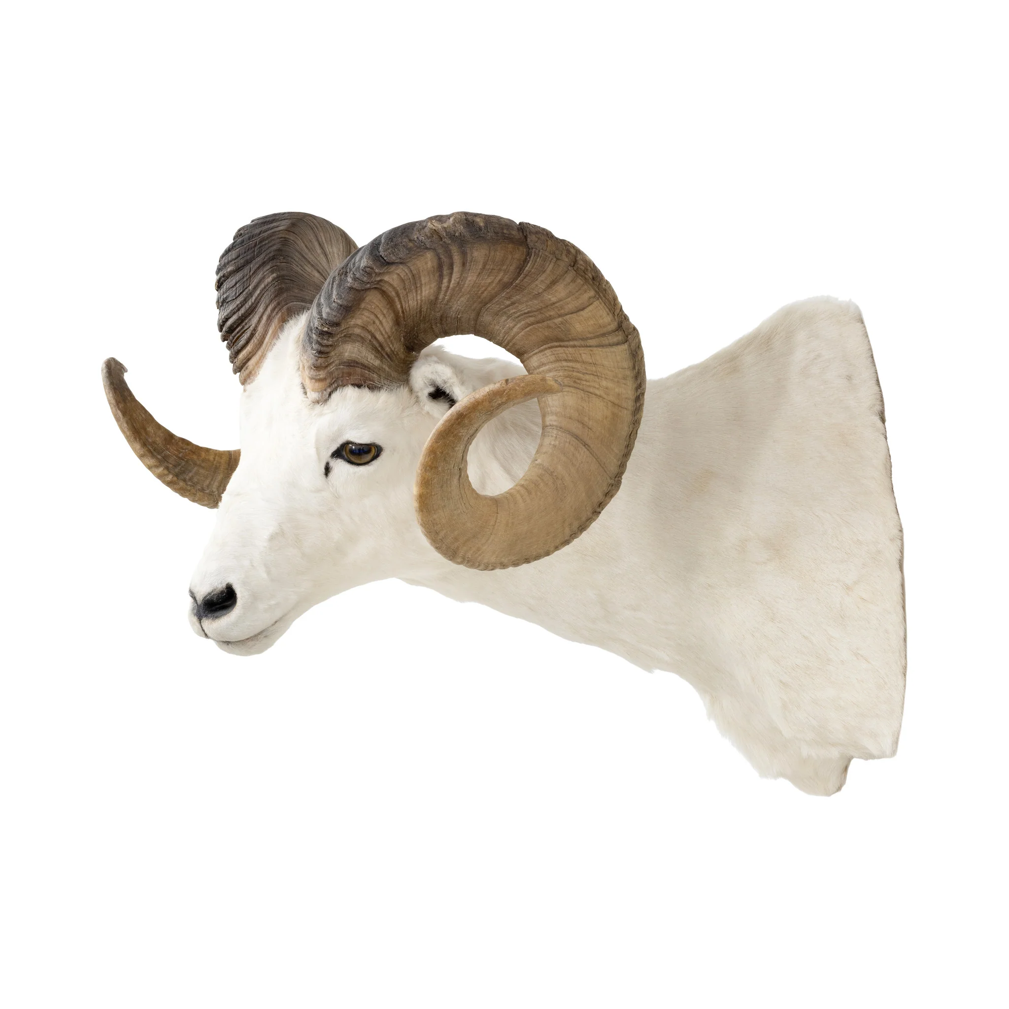 Dall Ram - Image 3