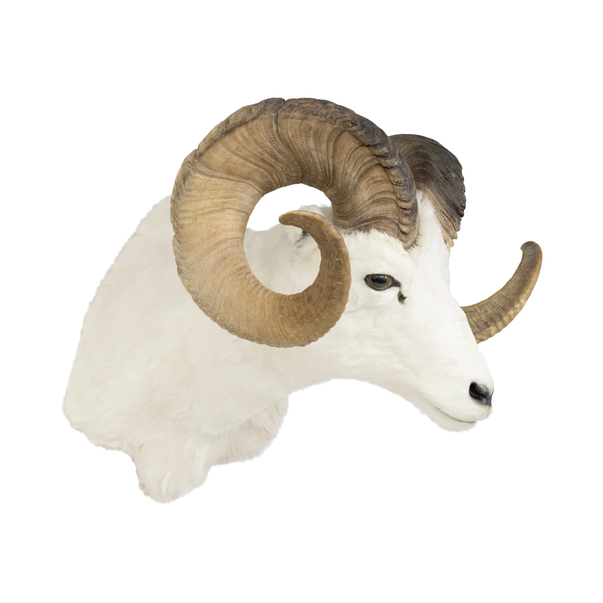 Dall Ram - Image 4