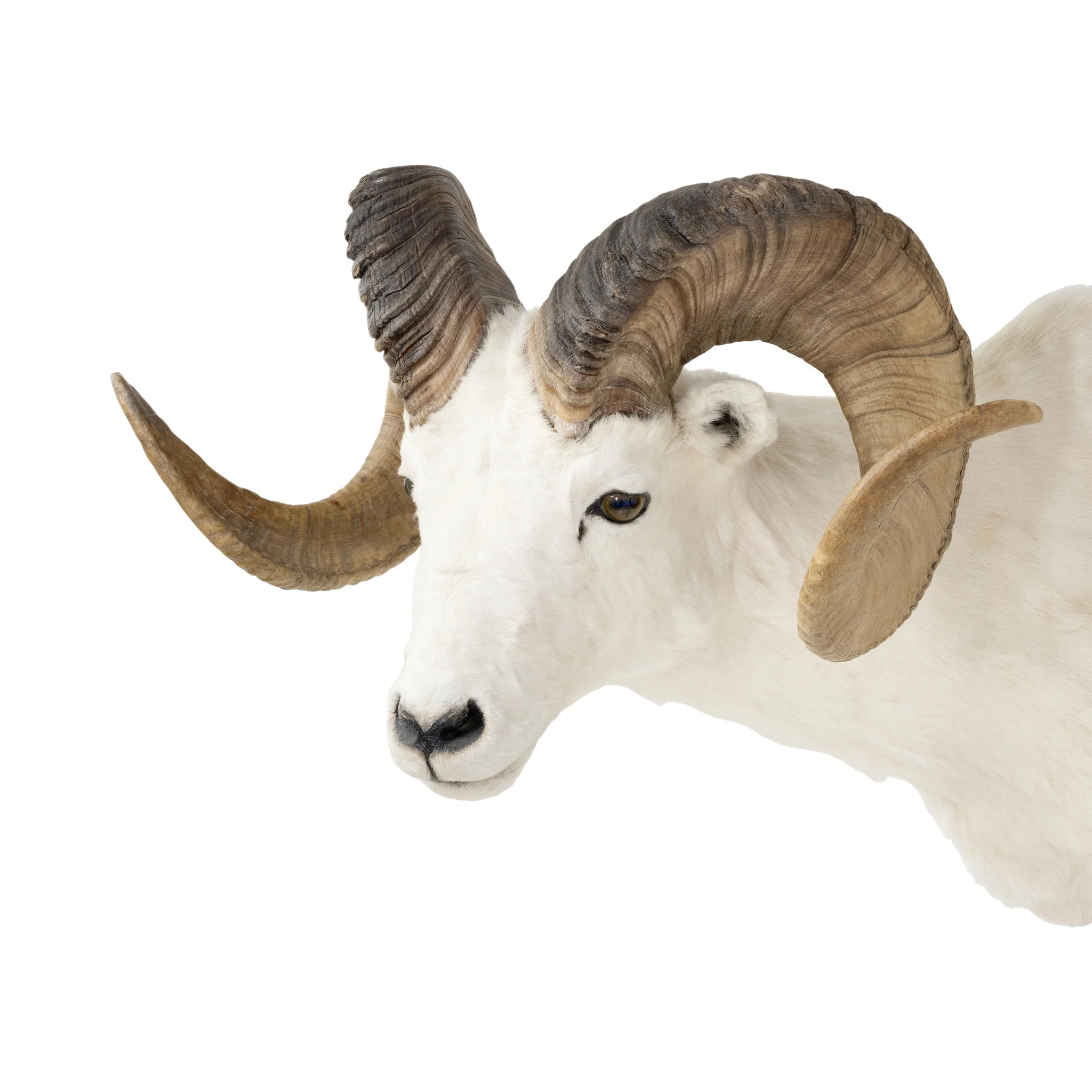 Dall Ram - Image 5