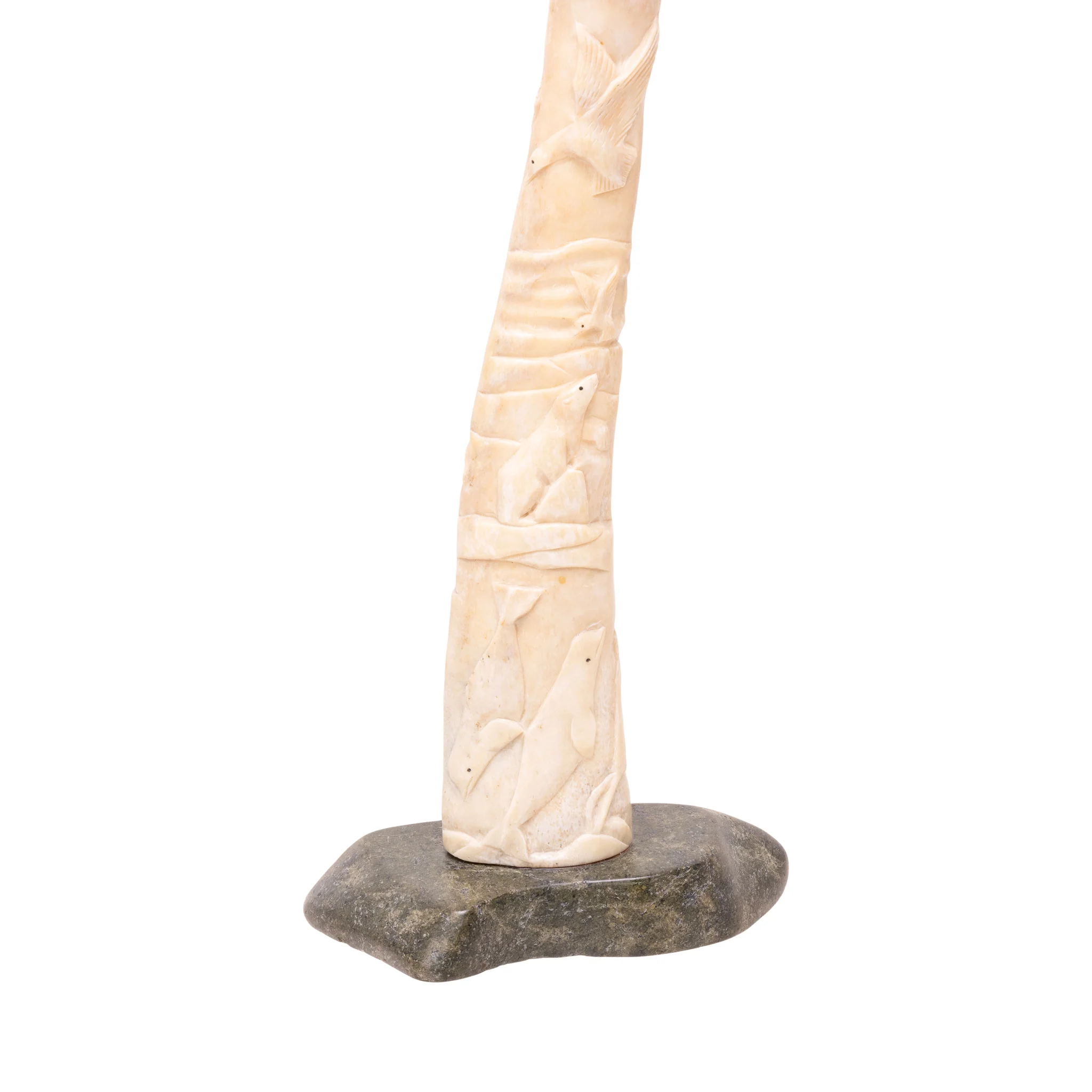 Fossilized Walrus Oosik - Image 6