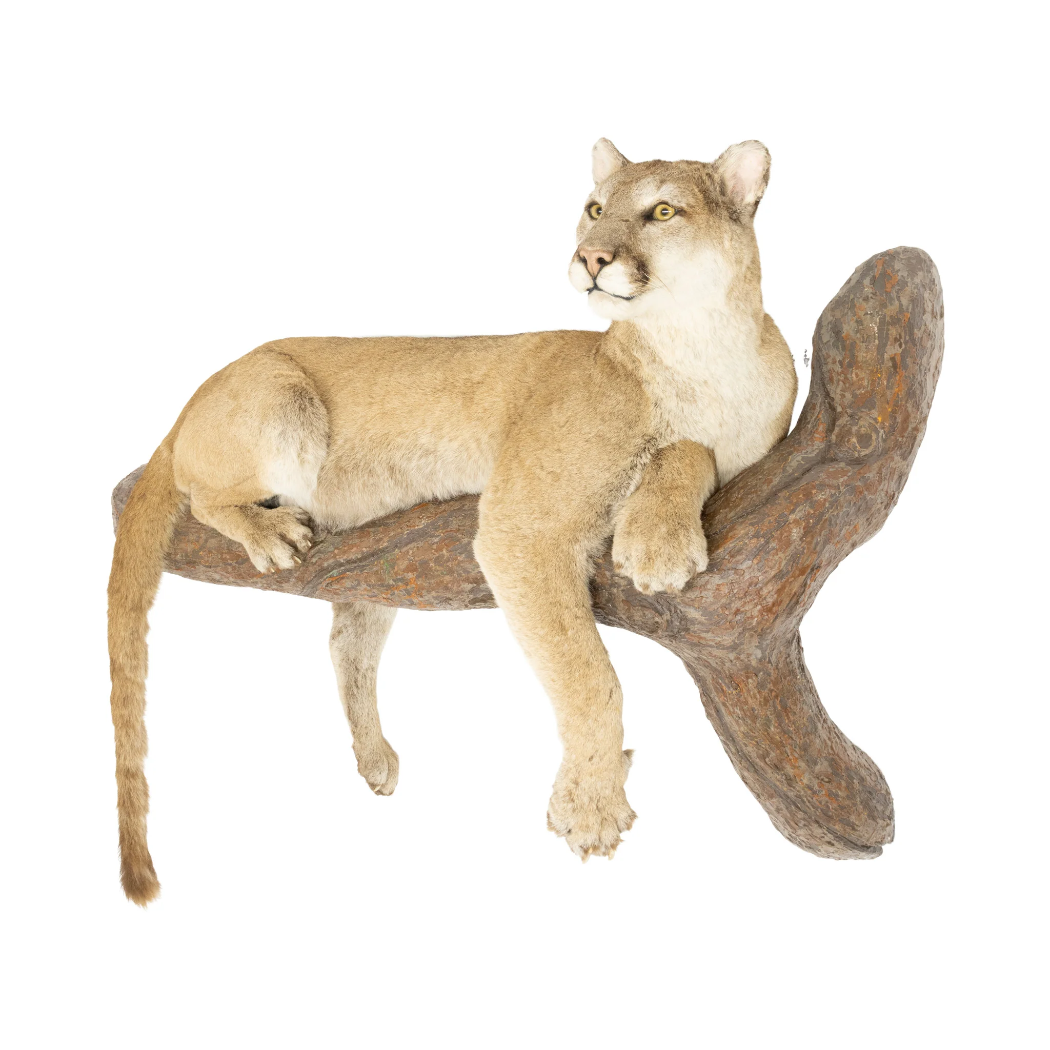 Full Body Cougar Mount - Image 2