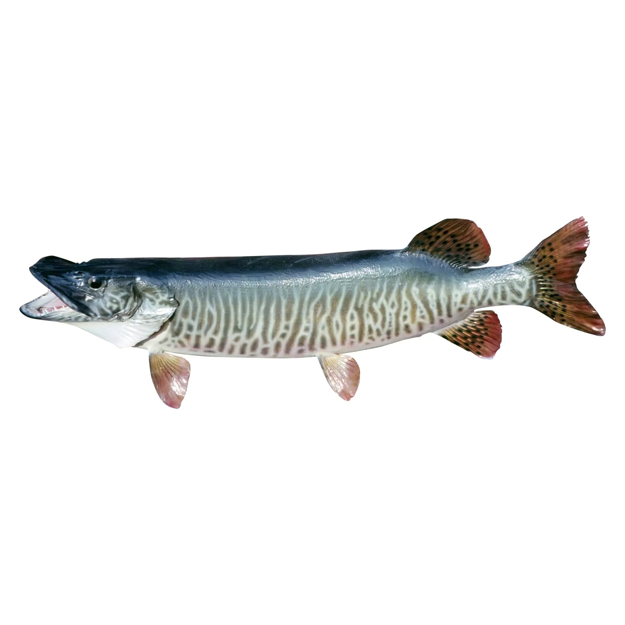 Hauser Lake Muskie Skin Mount