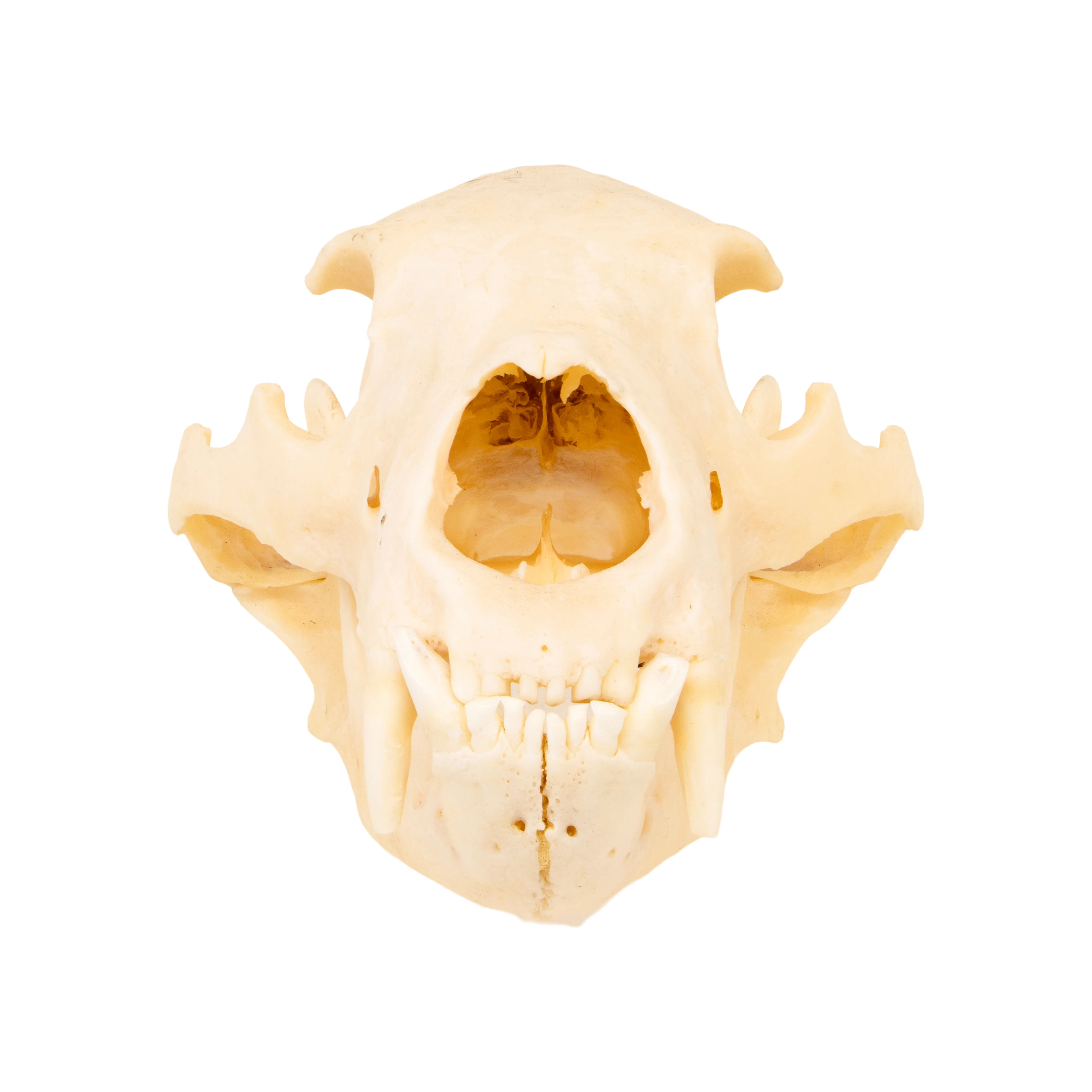 Idaho Black Bear Skull - Image 3
