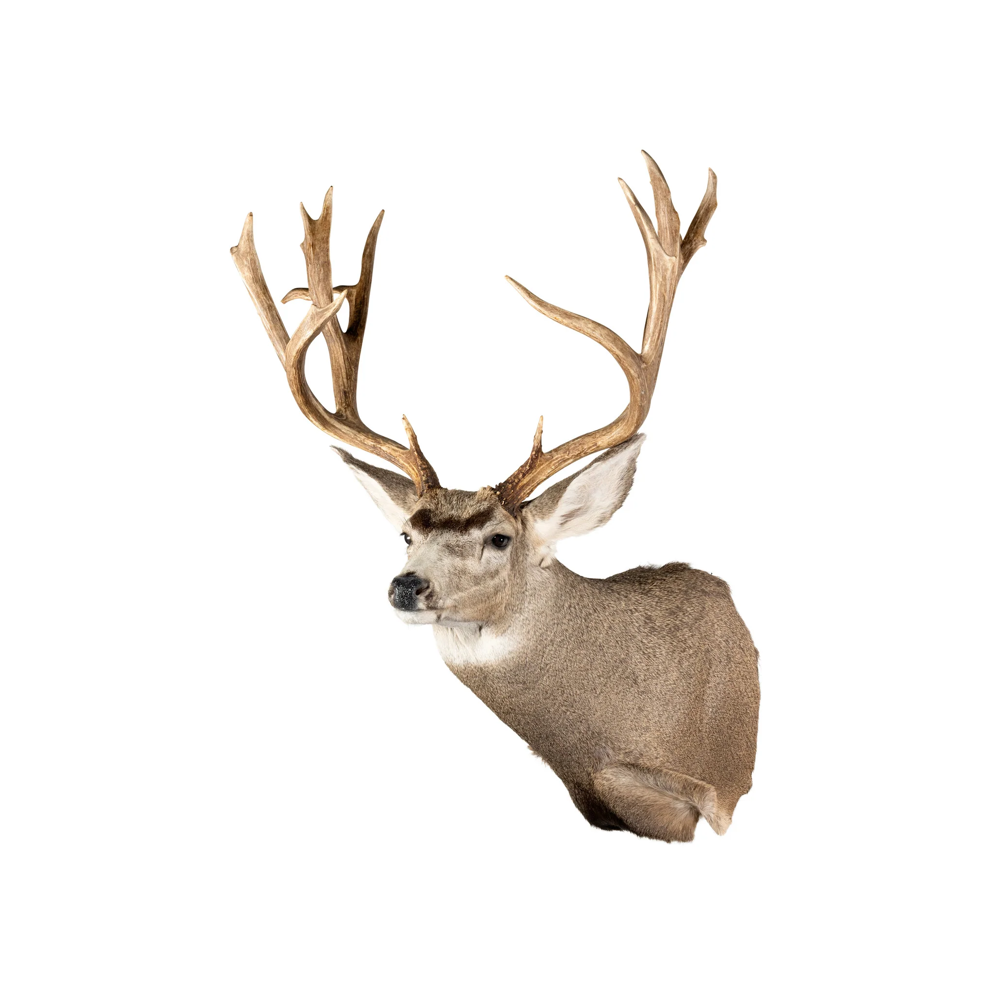 Idaho Mule Deer Mount