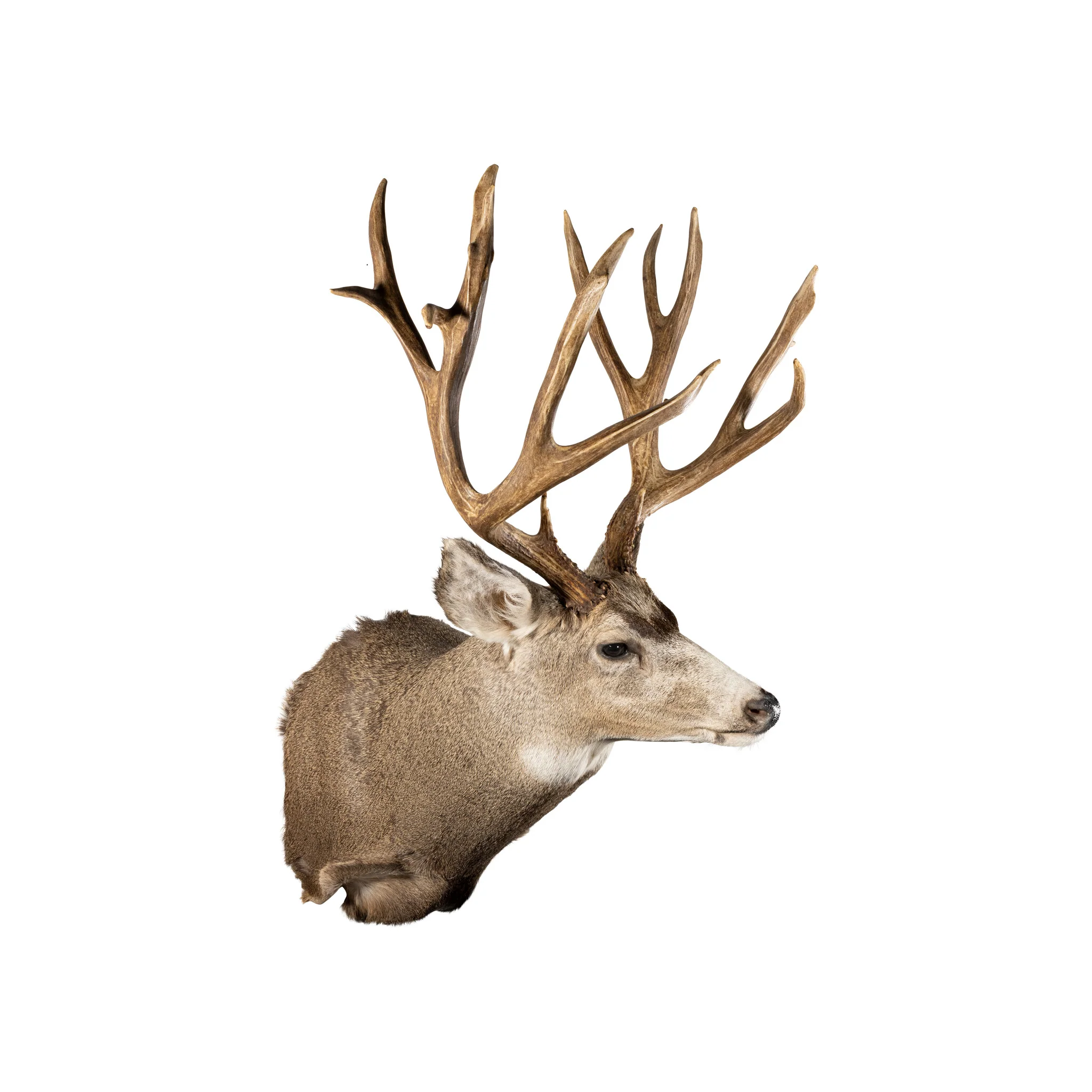 Idaho Mule Deer Mount - Image 3