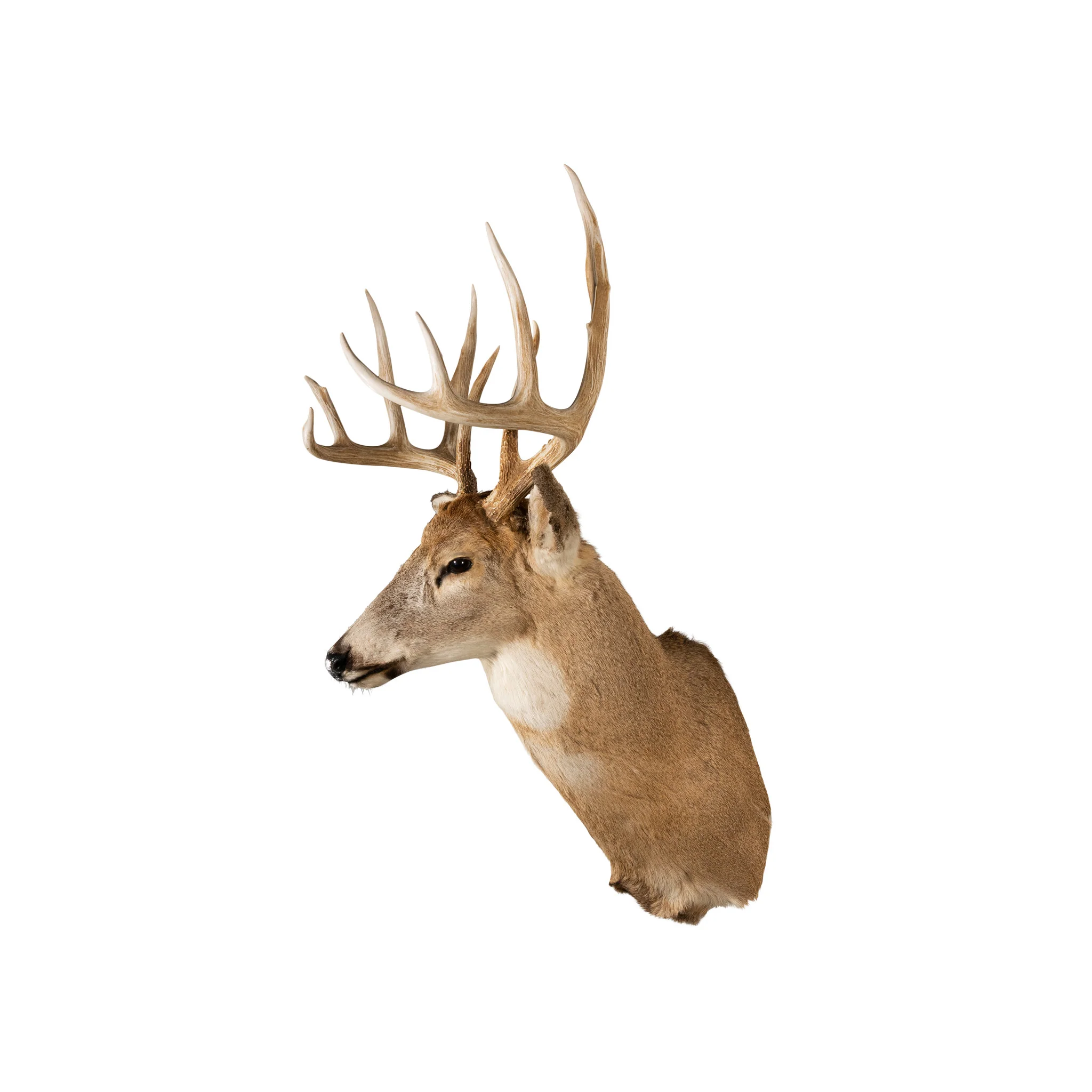 Idaho Whitetail - Image 3