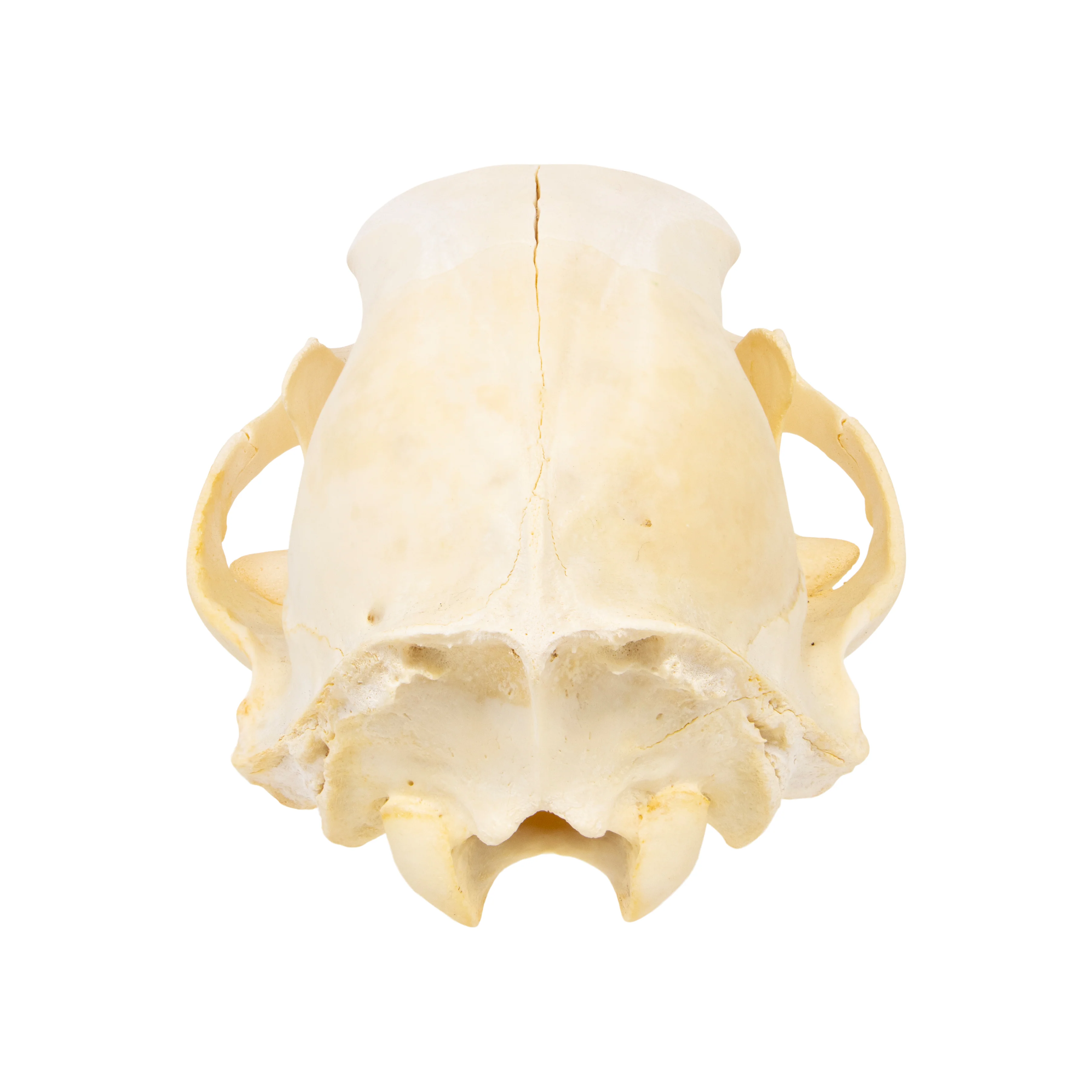 Large Idaho Black Bear Skull - Image 4