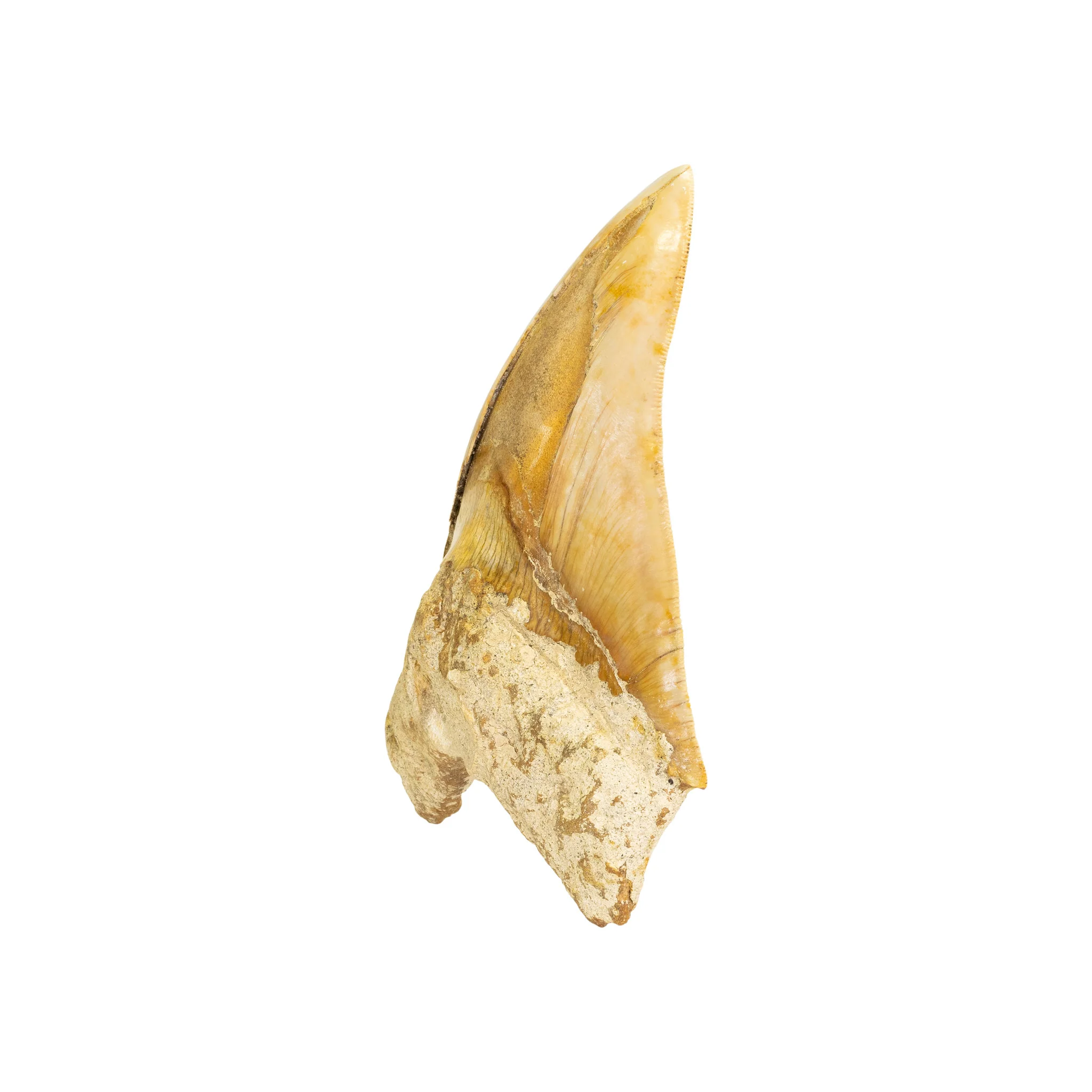 Megalodon Shark Tooth - Image 3