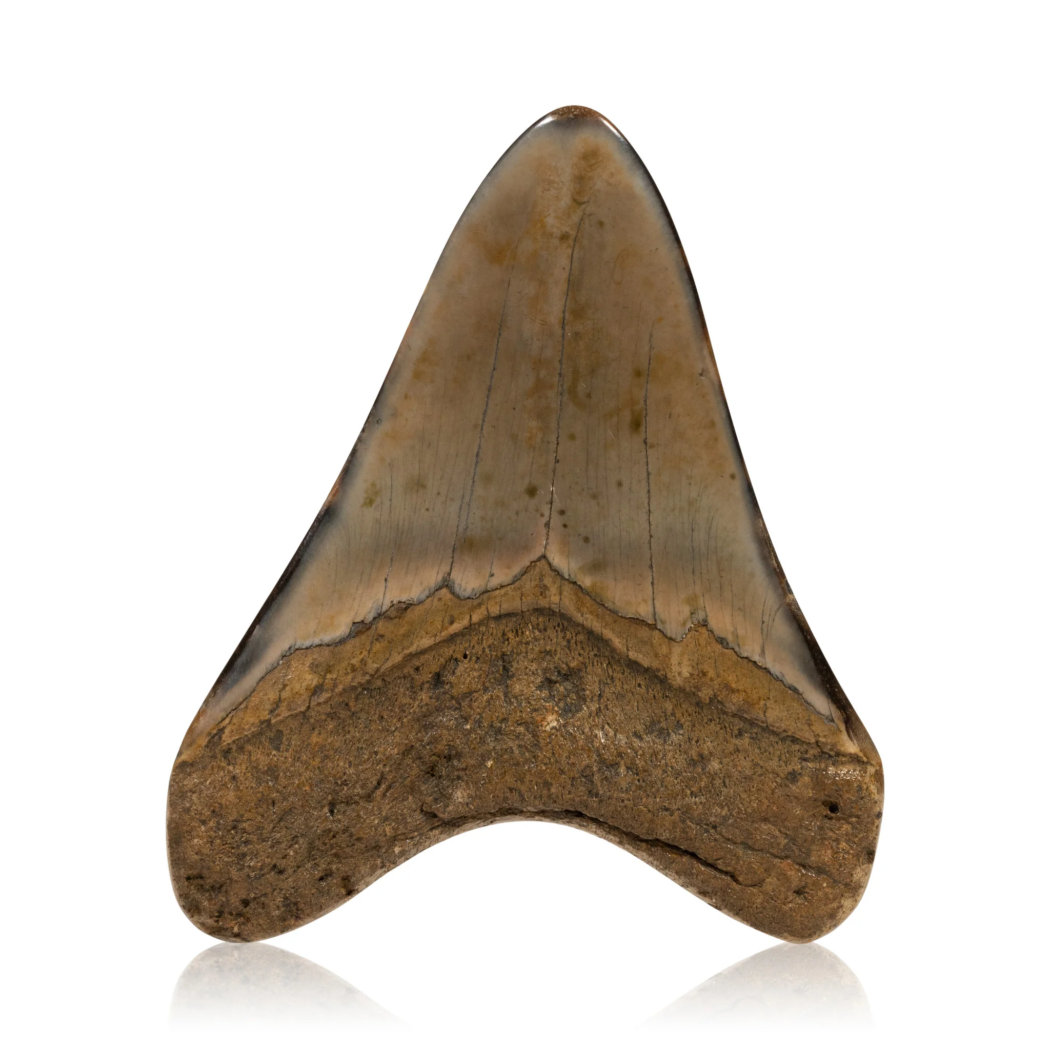 Megalodon Tooth - Image 2
