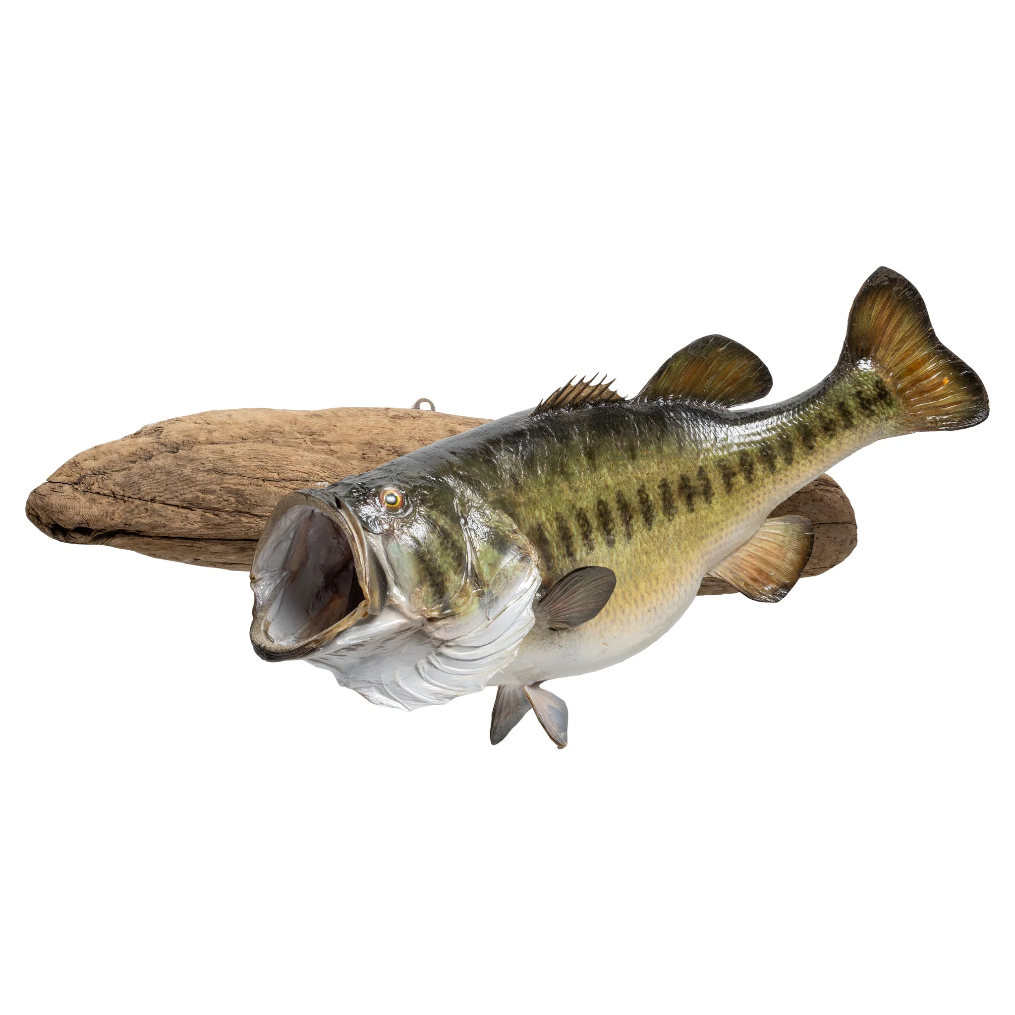 Monster Large Mouth Bass - Image 2