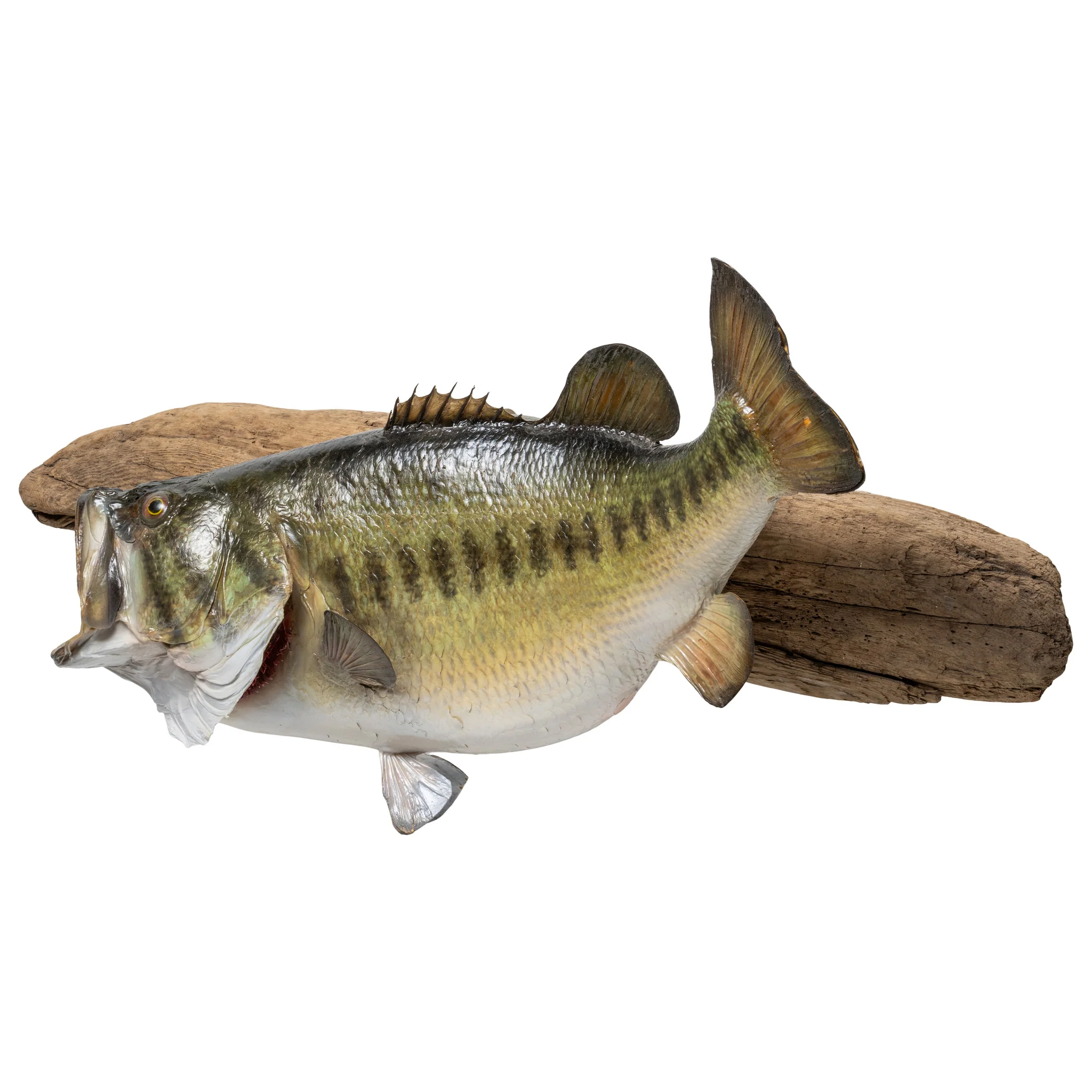 Monster Large Mouth Bass - Image 3