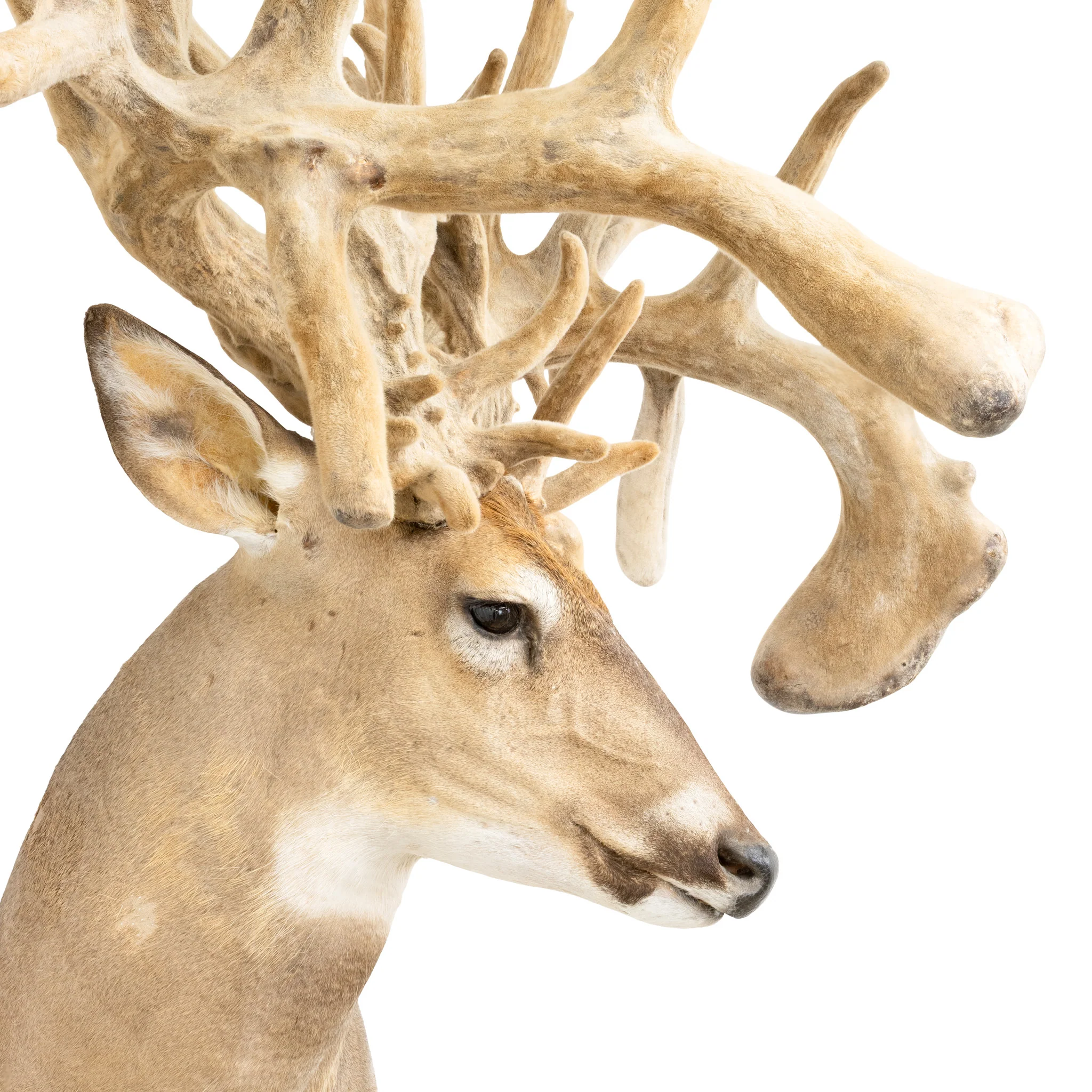 Monster Non-Typical Whitetail Mount - Image 4