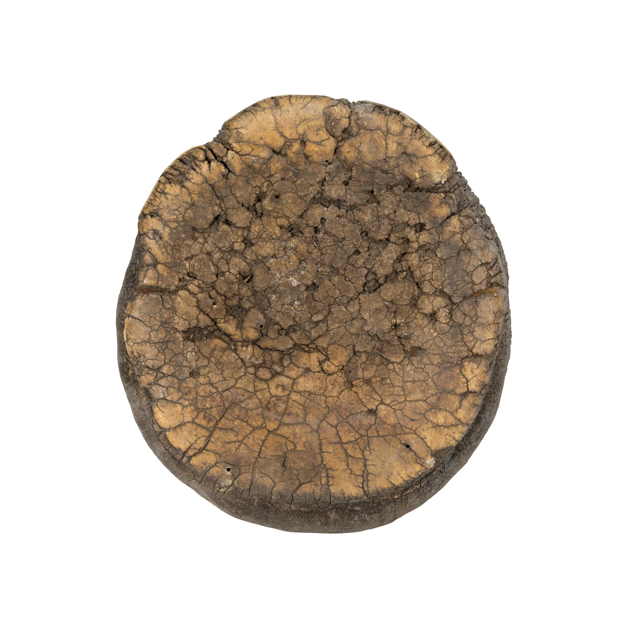 Monumental Elephant Foot Canister - Image 4
