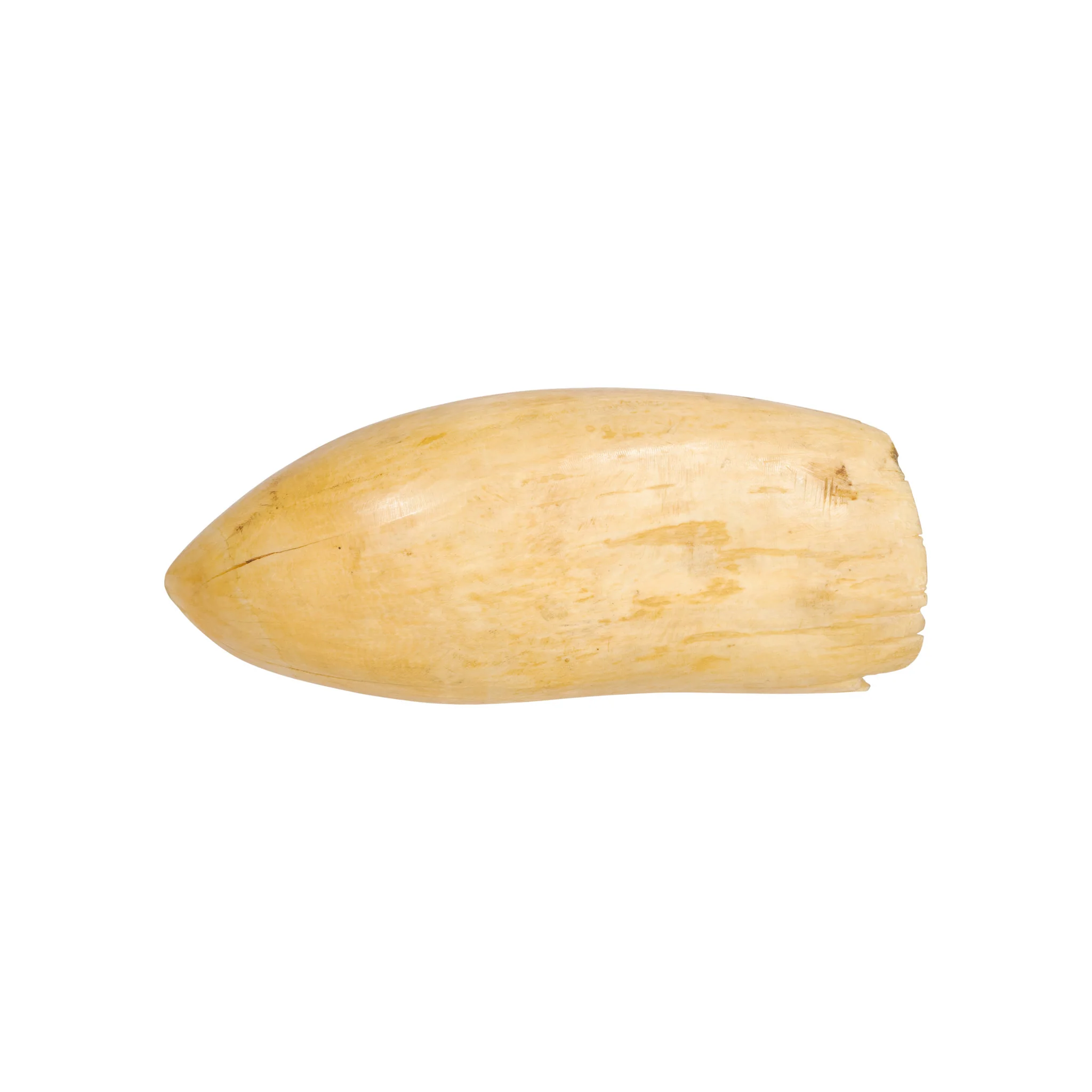 Monumental Sperm Whale Tooth - Image 2