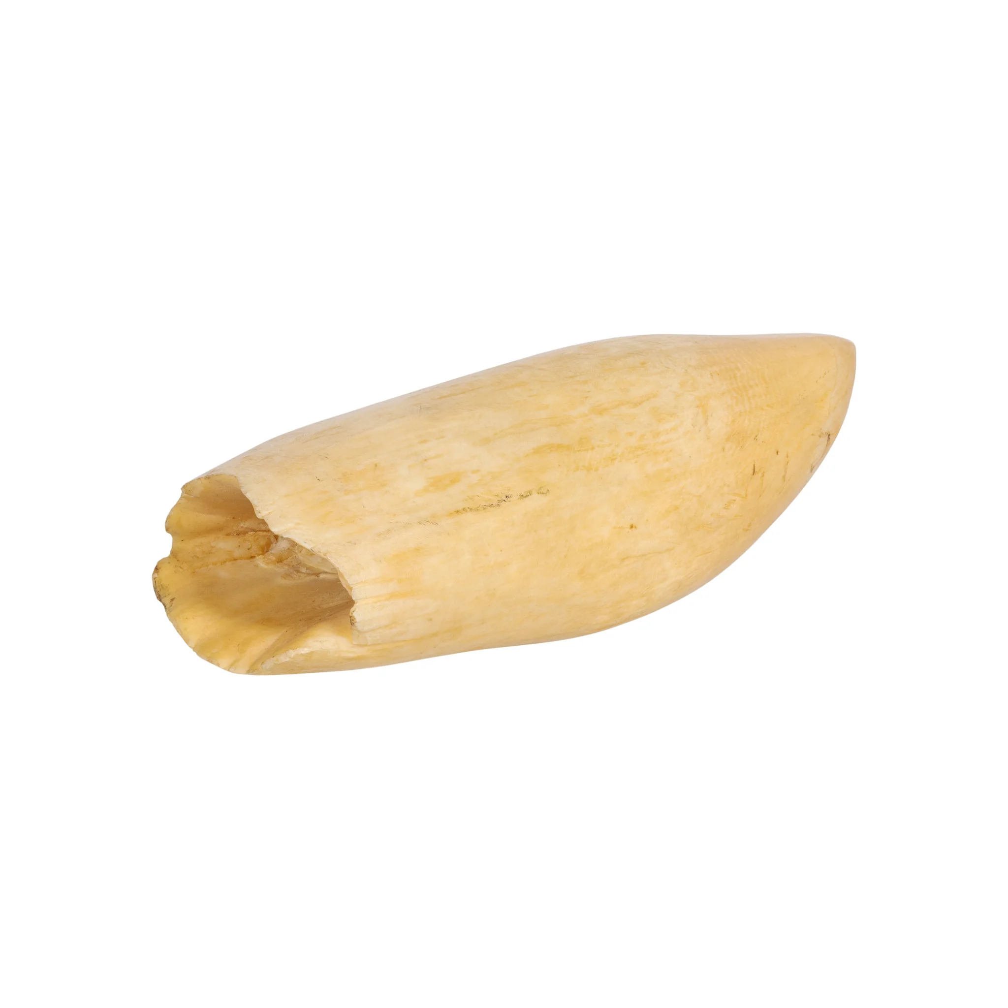 Monumental Sperm Whale Tooth - Image 3