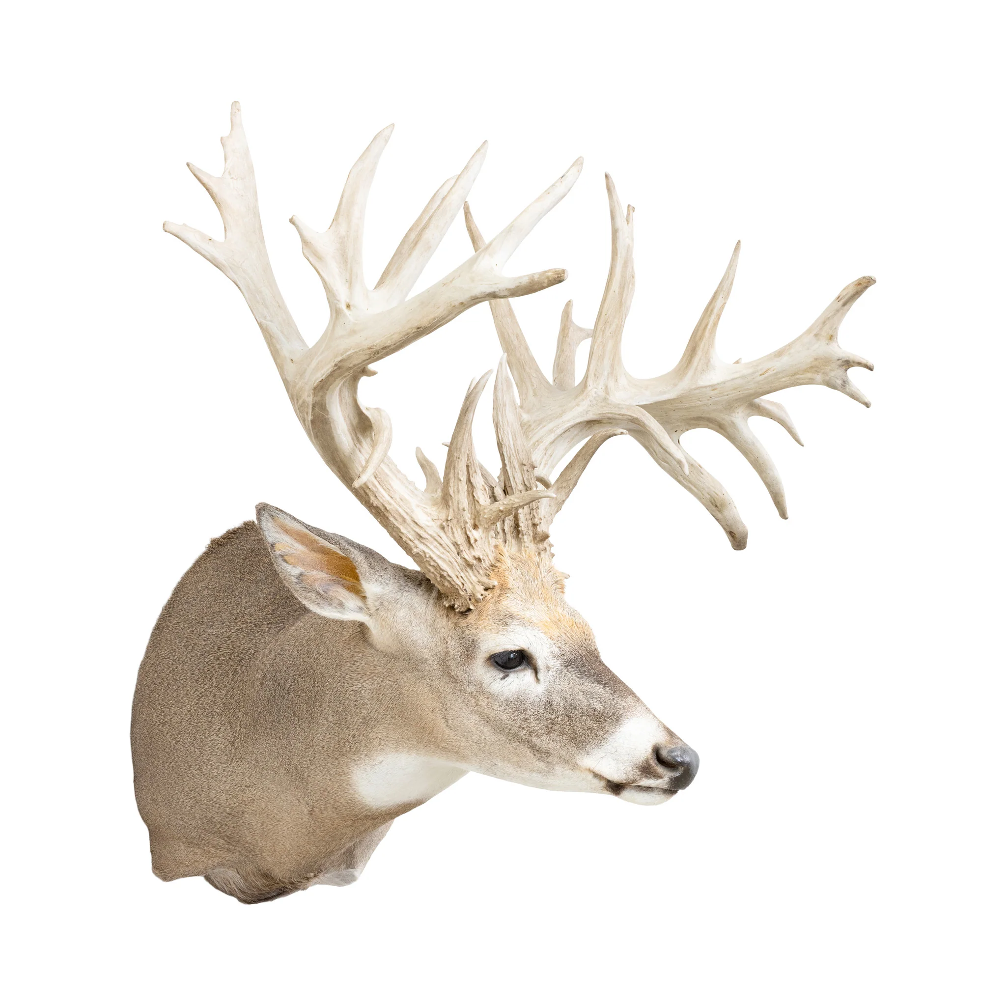Non-Typical Whitetail Mount - Image 3