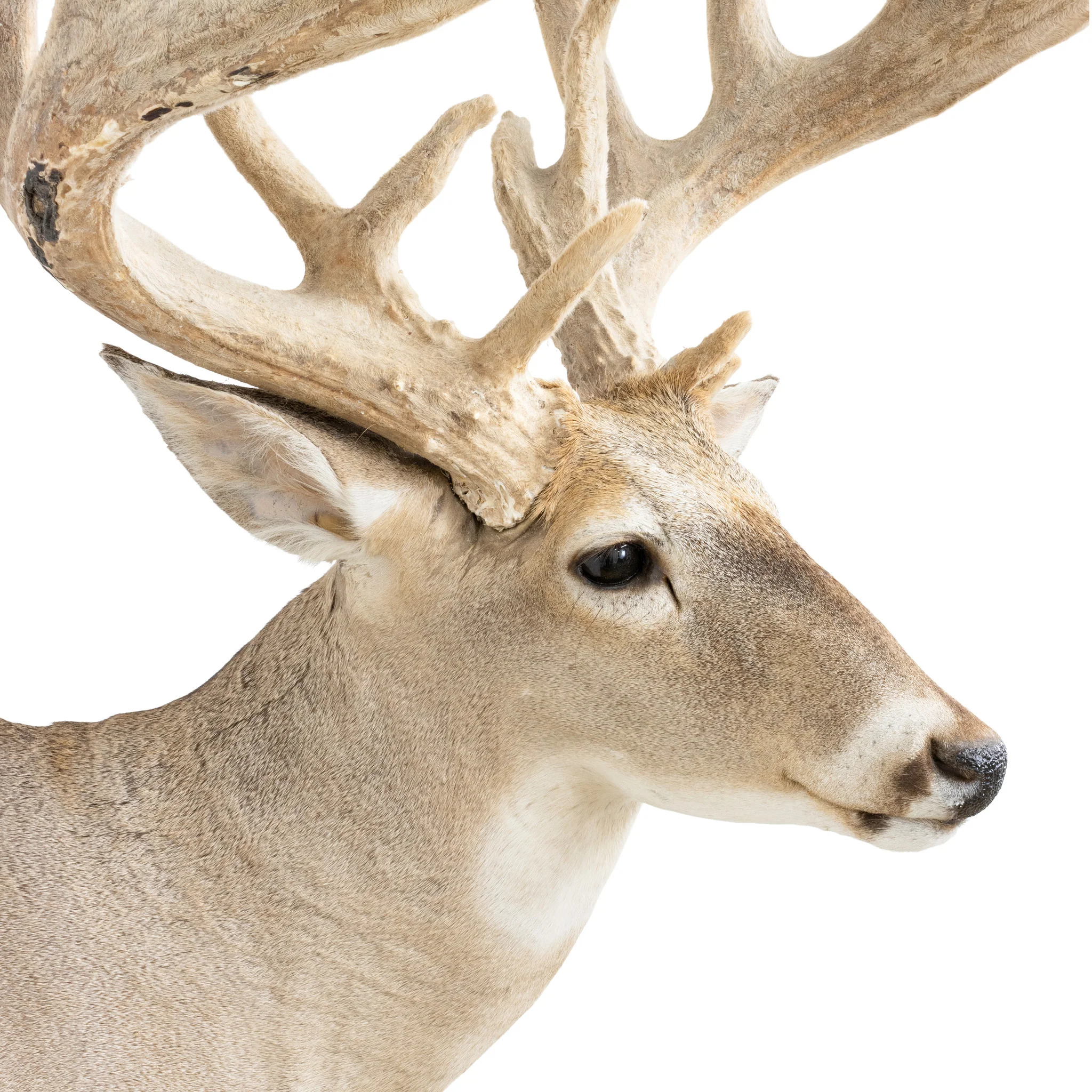 Non-Typical Whitetail Mount - Image 4