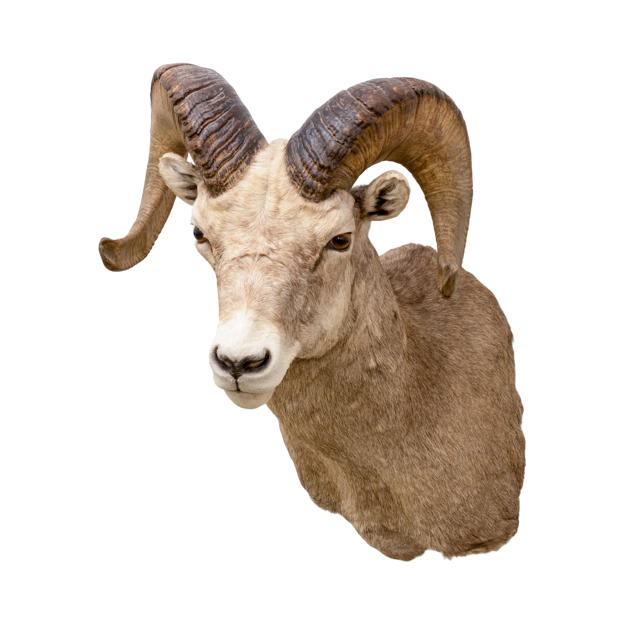 North American Sheep Grand Slam - Image 11