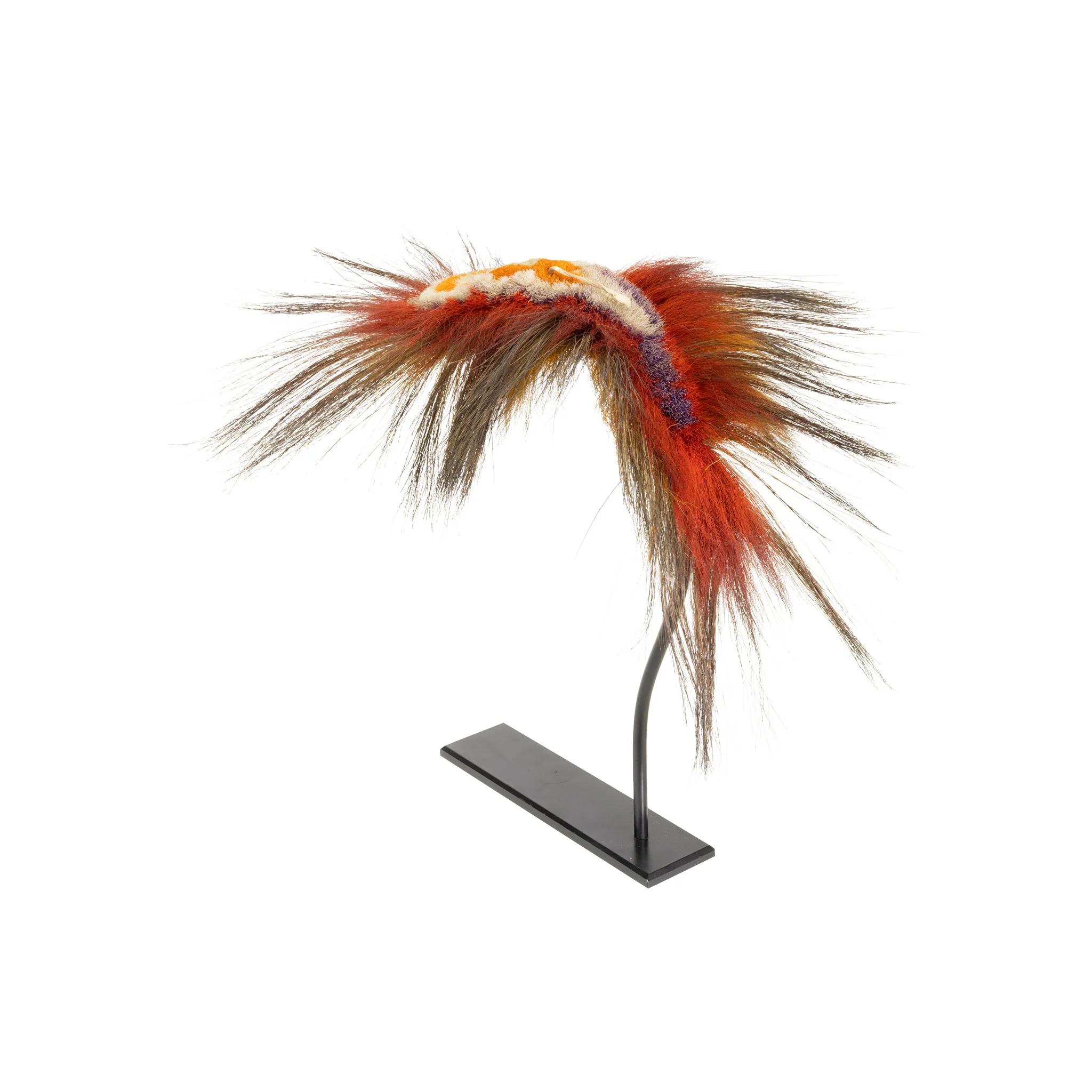 Northern Plains Roach - Image 2