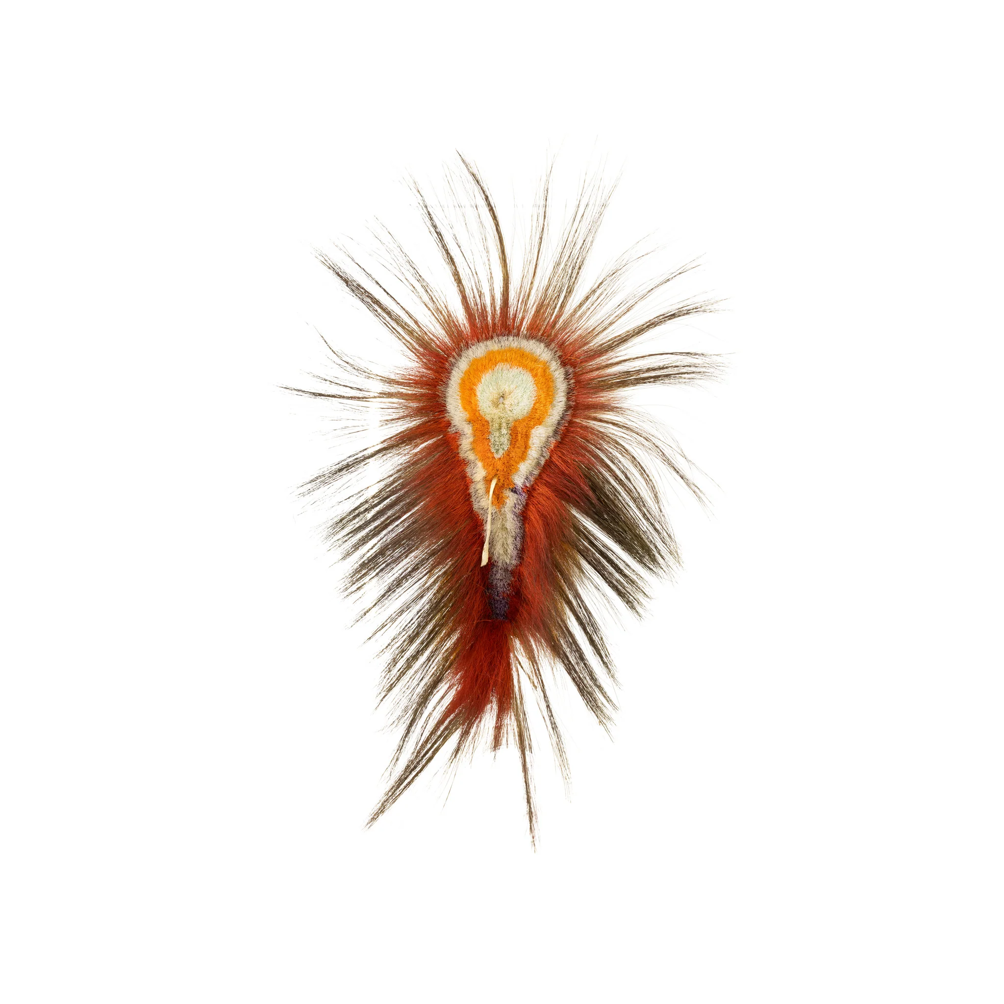 Northern Plains Roach - Image 4